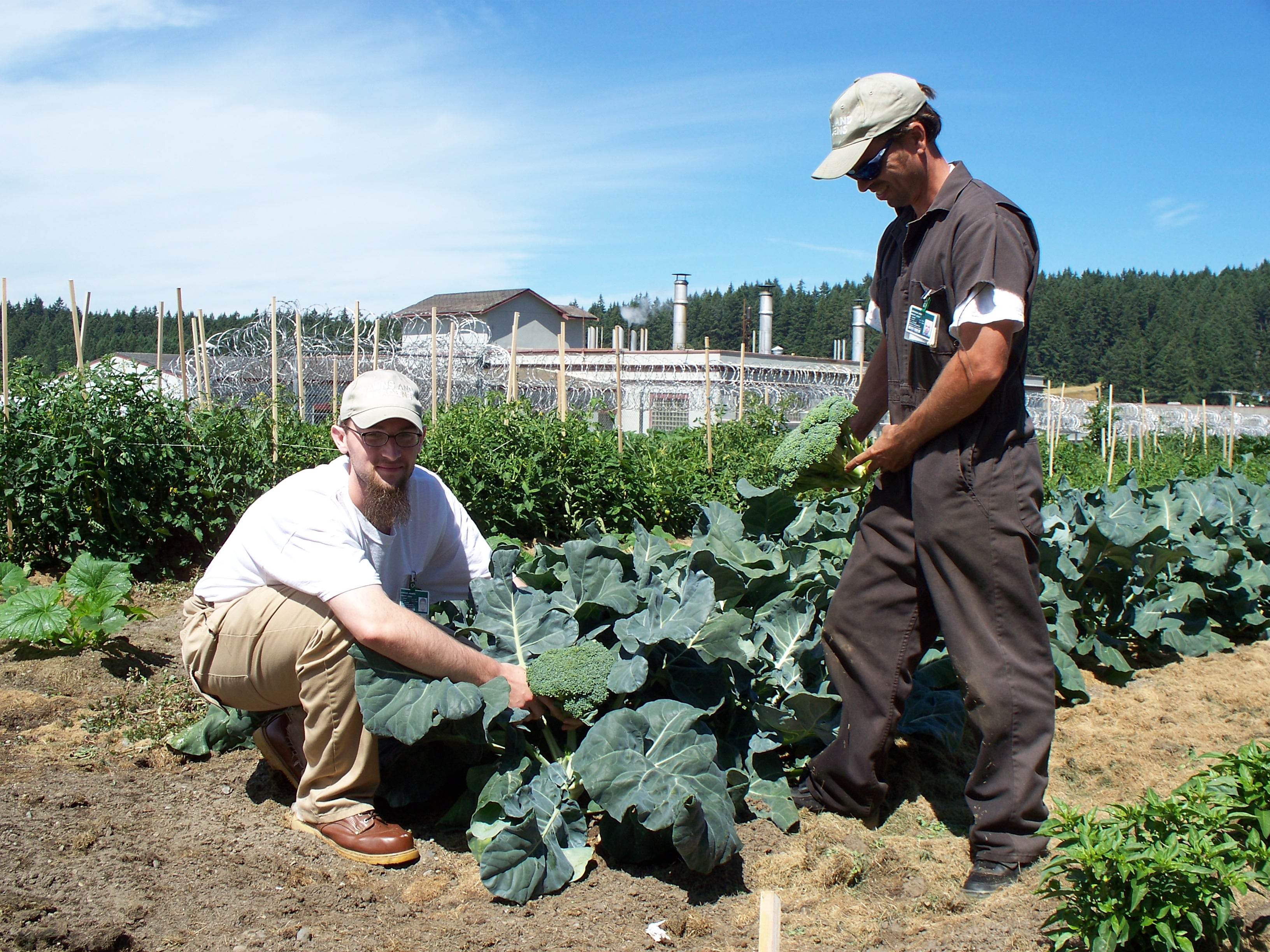 Inmates at the McNeil Island Corrections Center show off their first-year broccoli (photo: Laurie Ballew).
