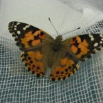 The first painted lady butterfly to eclose in the SPP lab at Evergreen.