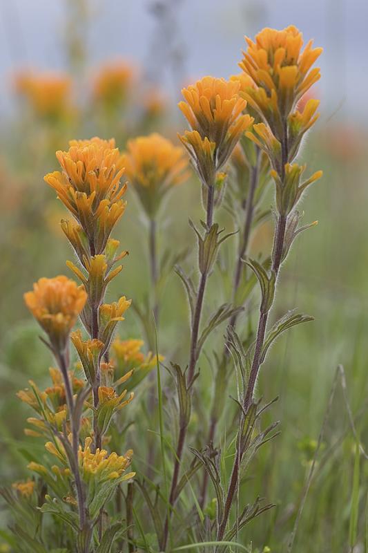 Harsh Indian Paintbrush (Castilleja hispida)