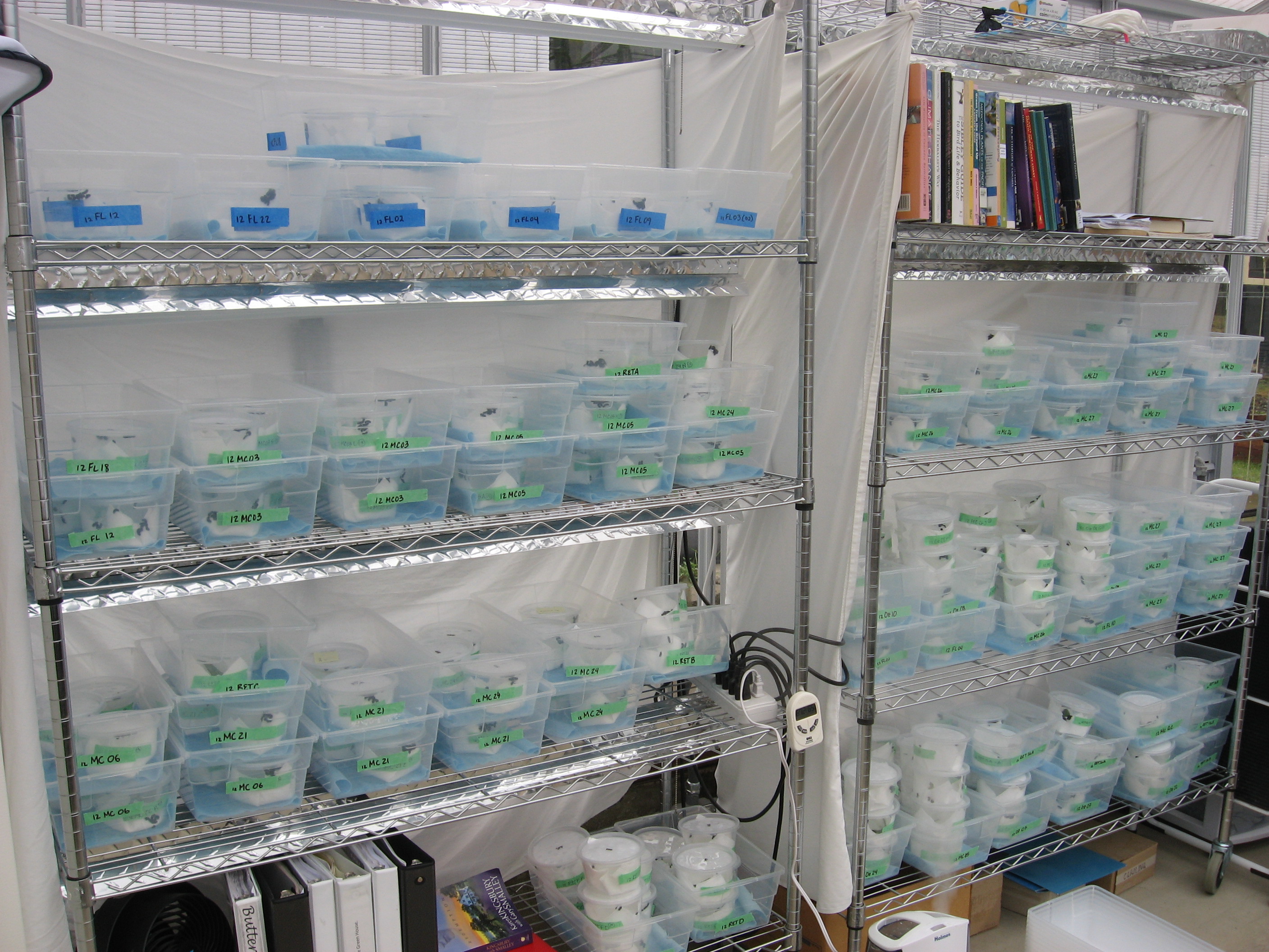 Over 3500 caterpillars were at Mission Creek, waiting to be released