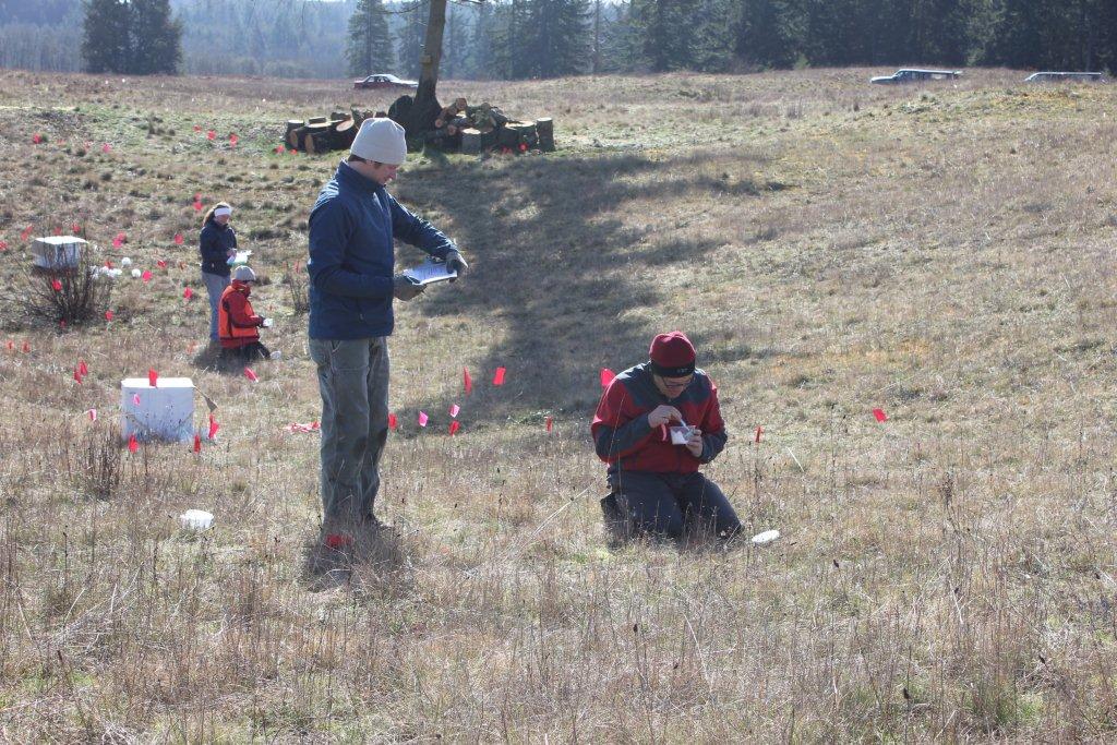 Two teams releasing caterpillars at Glacial Heritage Preserve, near Littlerock, Wa