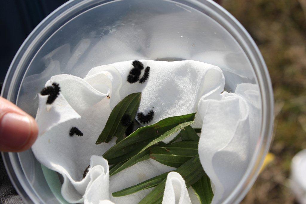 Fifteen Taylor's checkerspot caterpillars waiting to be released