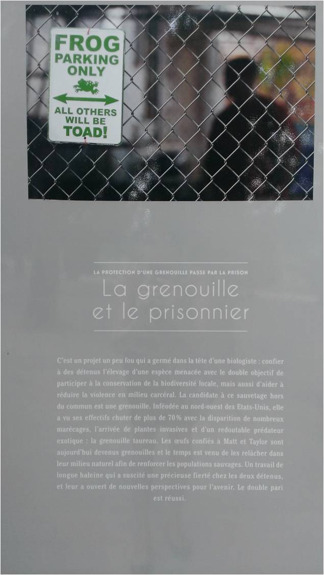 06 - the frog and the prisoner
