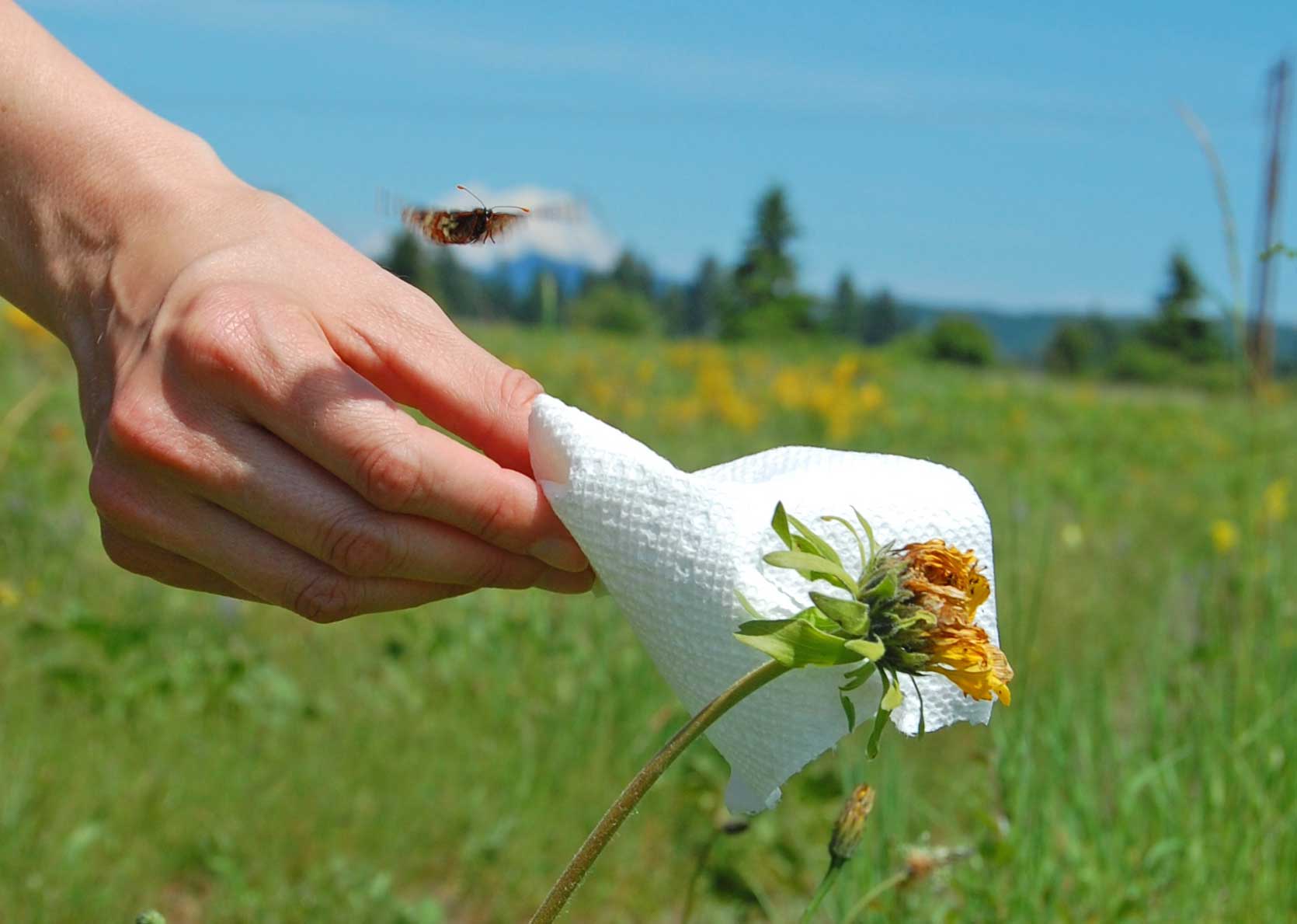 The butterfly takes its first flight at Scatter Creek Wildlife Area