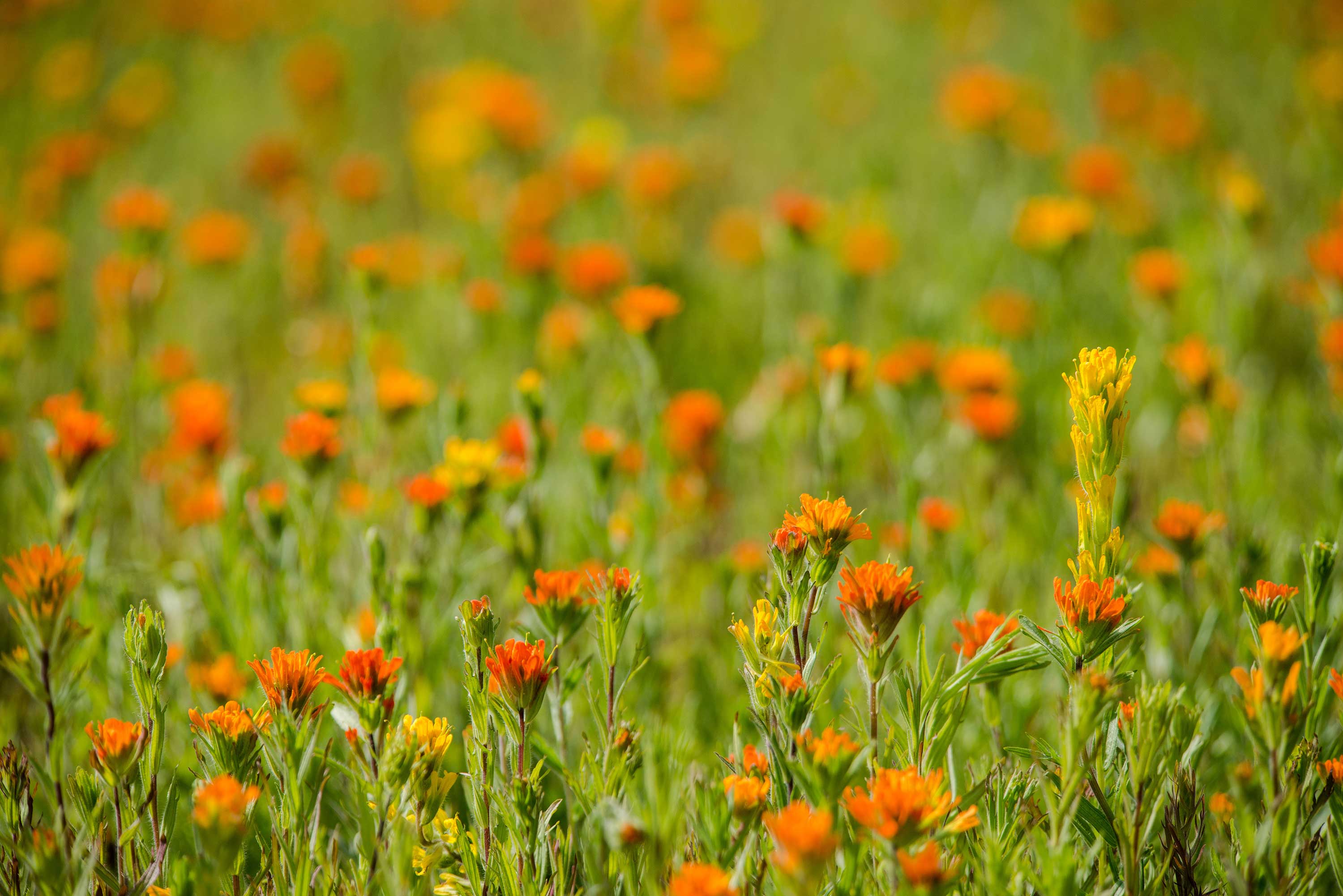 Indian paintbrush (Castilleja species) thriving in the conservation nursery
