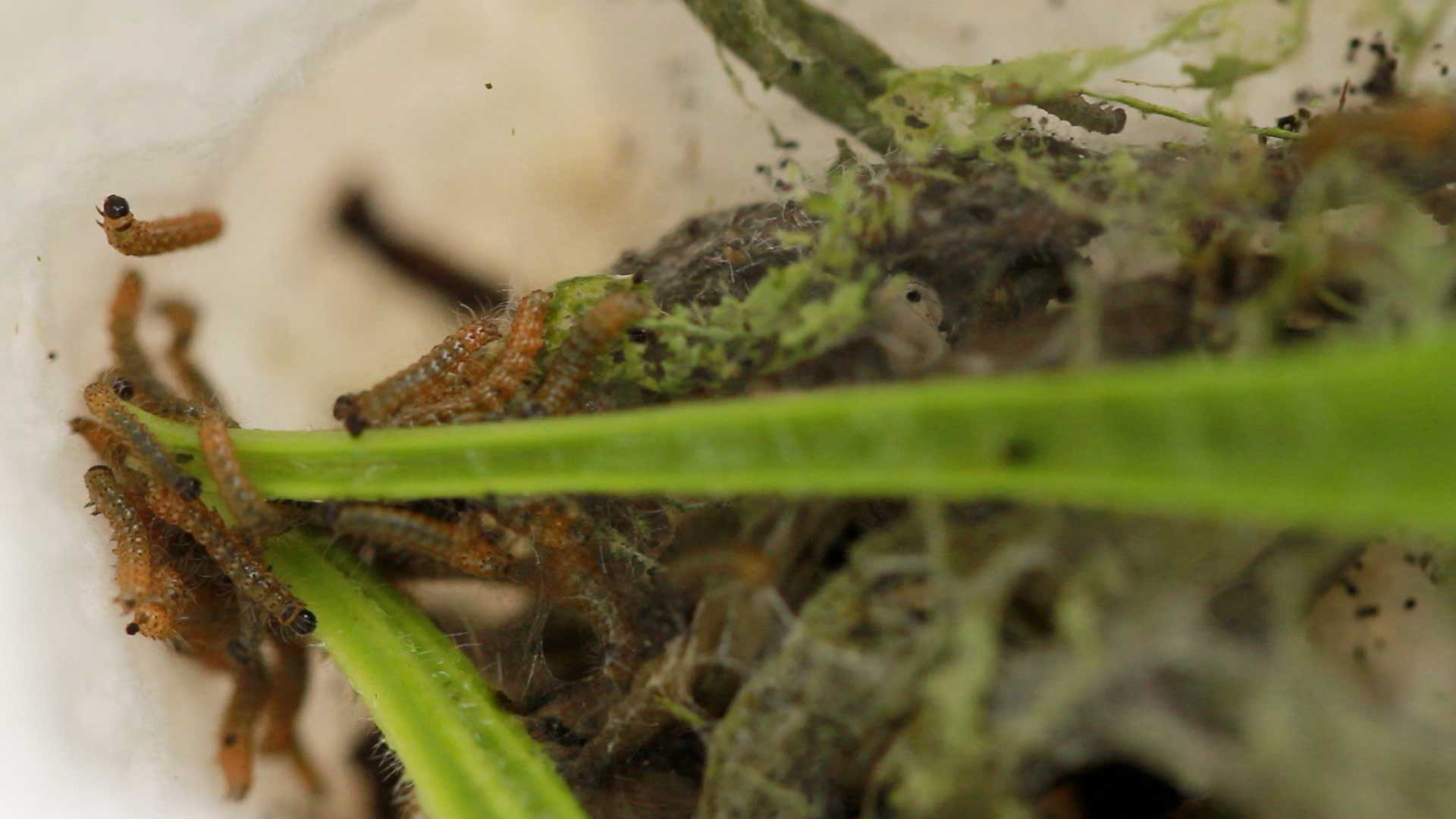 Newly hatched caterpillars are fed fresh plantain leaves and are also given mashed leaf pulp that we call “plantain pesto”. This helps them gain nutrients more easily until their mouthparts become strong enough to slice through the leaves.