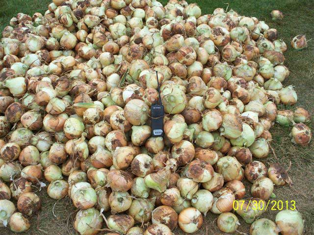 WCC-Garden-Big-Daddy-Onion-Harvest-July-2013-010