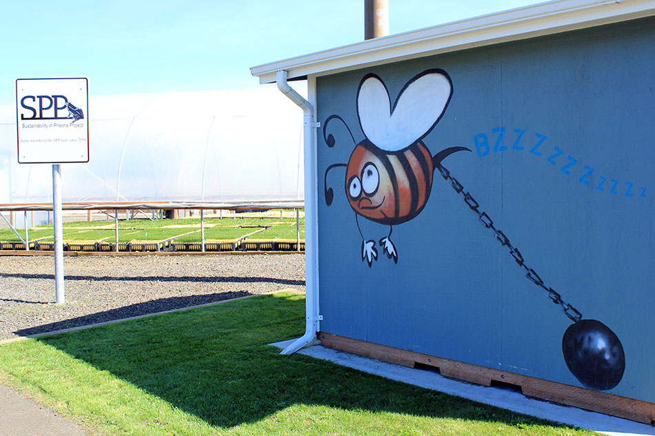 Housing for bee boxes at Stafford Creek Corrections Center.