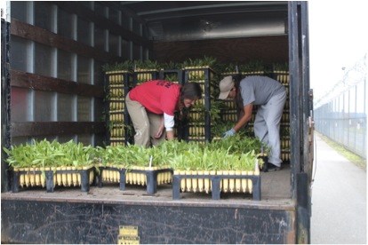 WCCW Ecological Conservation Nursery Crew loading Gaillardia aristata to be delivered to Joint Base Lewis-McChord. Photo by Bri Morningred.