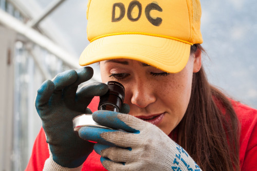 An SPP technician uses a hand lens to examine signs of insect damage on a plant grown in the nursery. Photo by Benj Drummond and Sara Joy Steele.  
