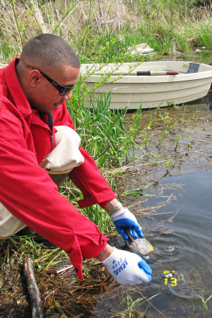 The author releases a turtle. 