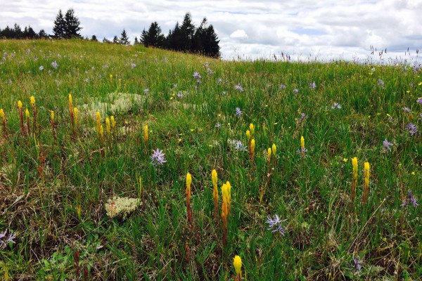 Federally-listed Endangered golden Indian paintbrush (Castilleja levisecta) growing on the prairie. Our Ecological Conservation Nursery Manager Carl Elliott participated in their planting many years ago!