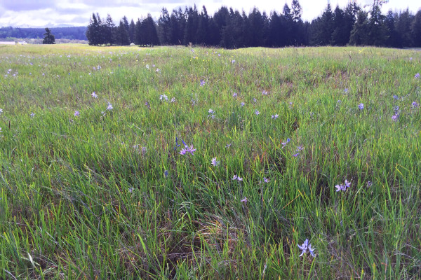 The object of our affections: south Puget Lowlands native prairie, one of the rarest landscapes in the nation, and a beautiful place to be in the springtime.