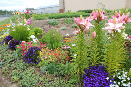 The "Lifer" garden at SCCC in full bloom.