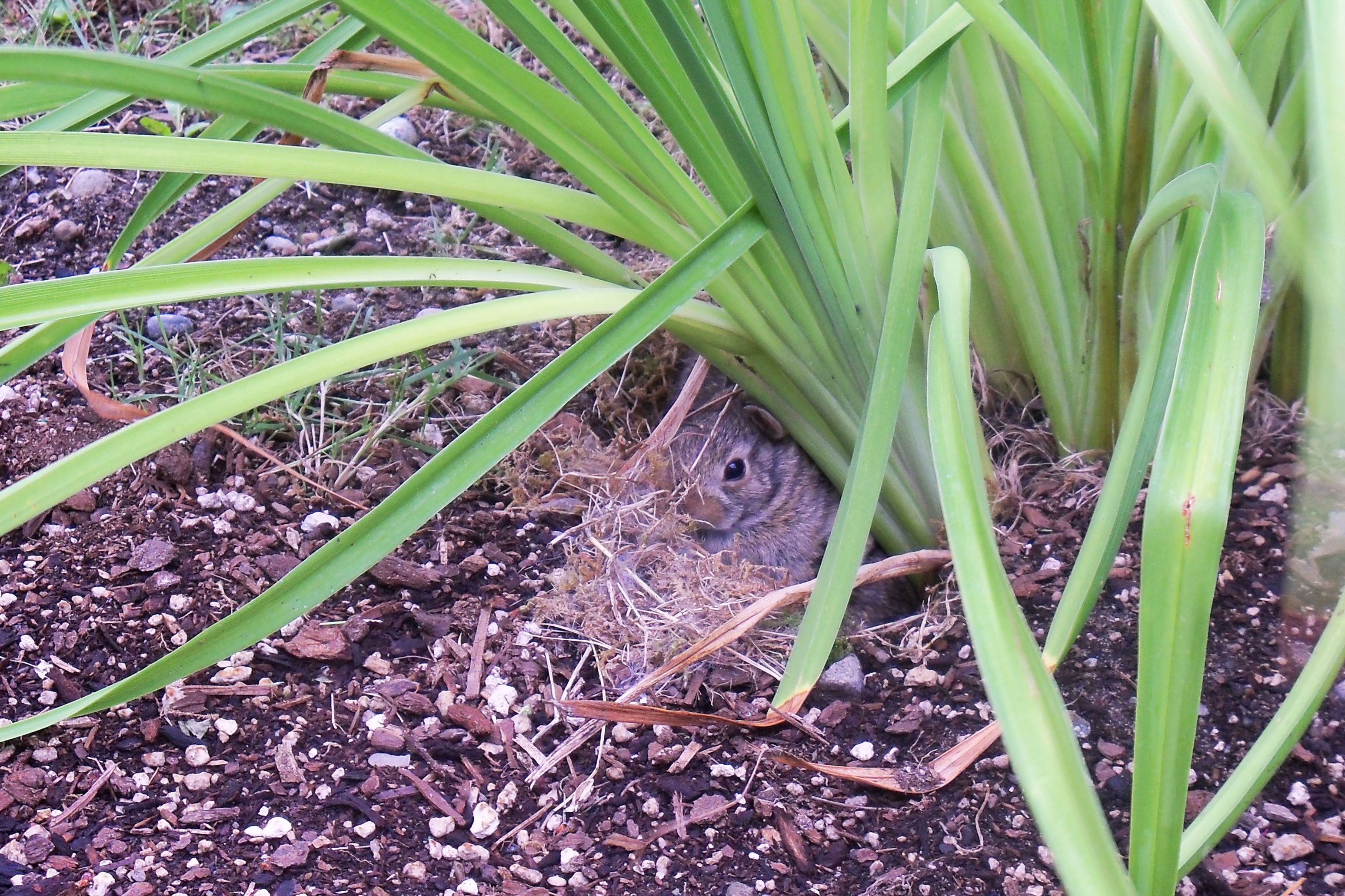 A family of bunnies spotted at WCCW, living proof of their wildlife habitat!