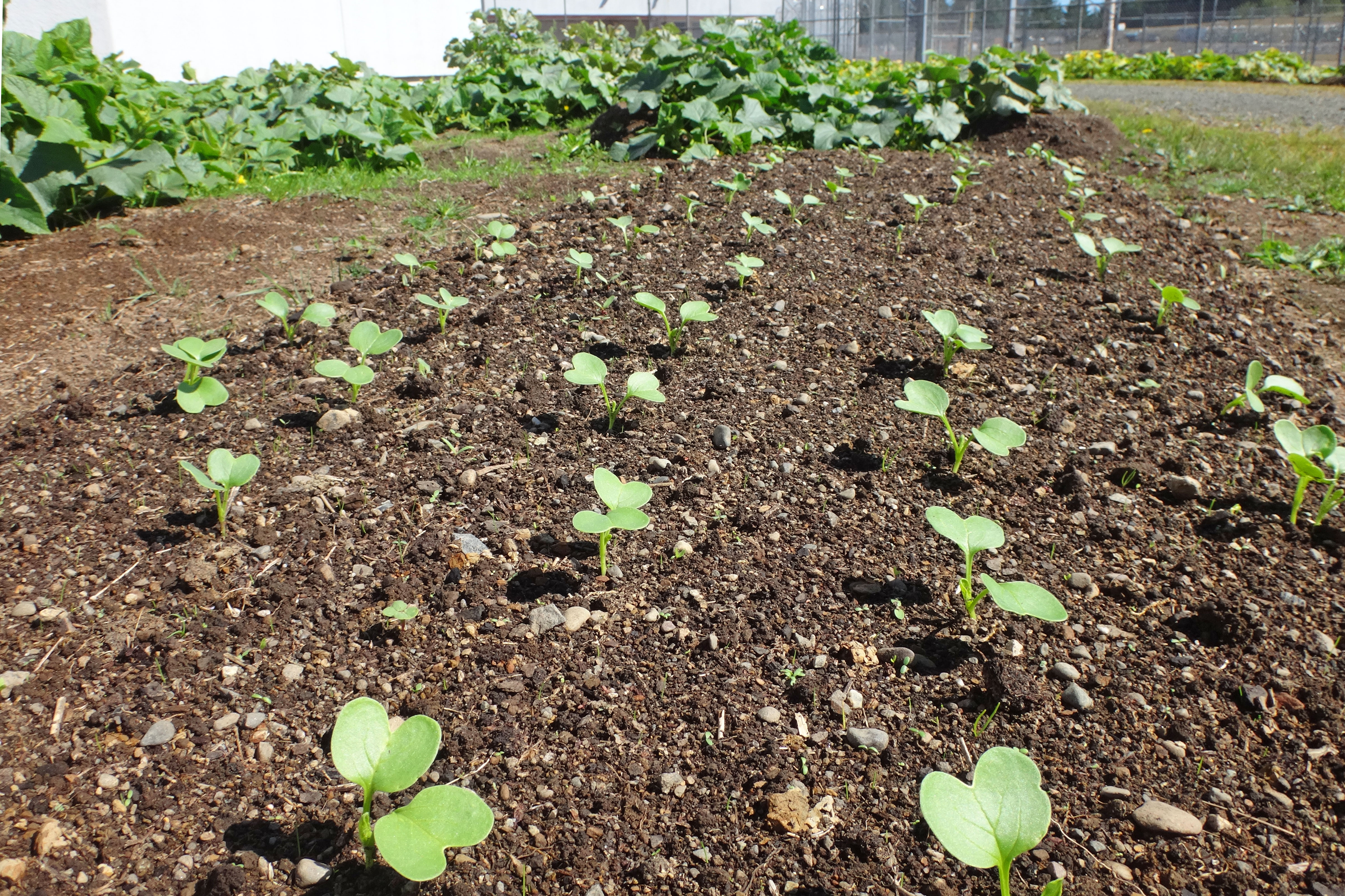 1-garden-sprouts