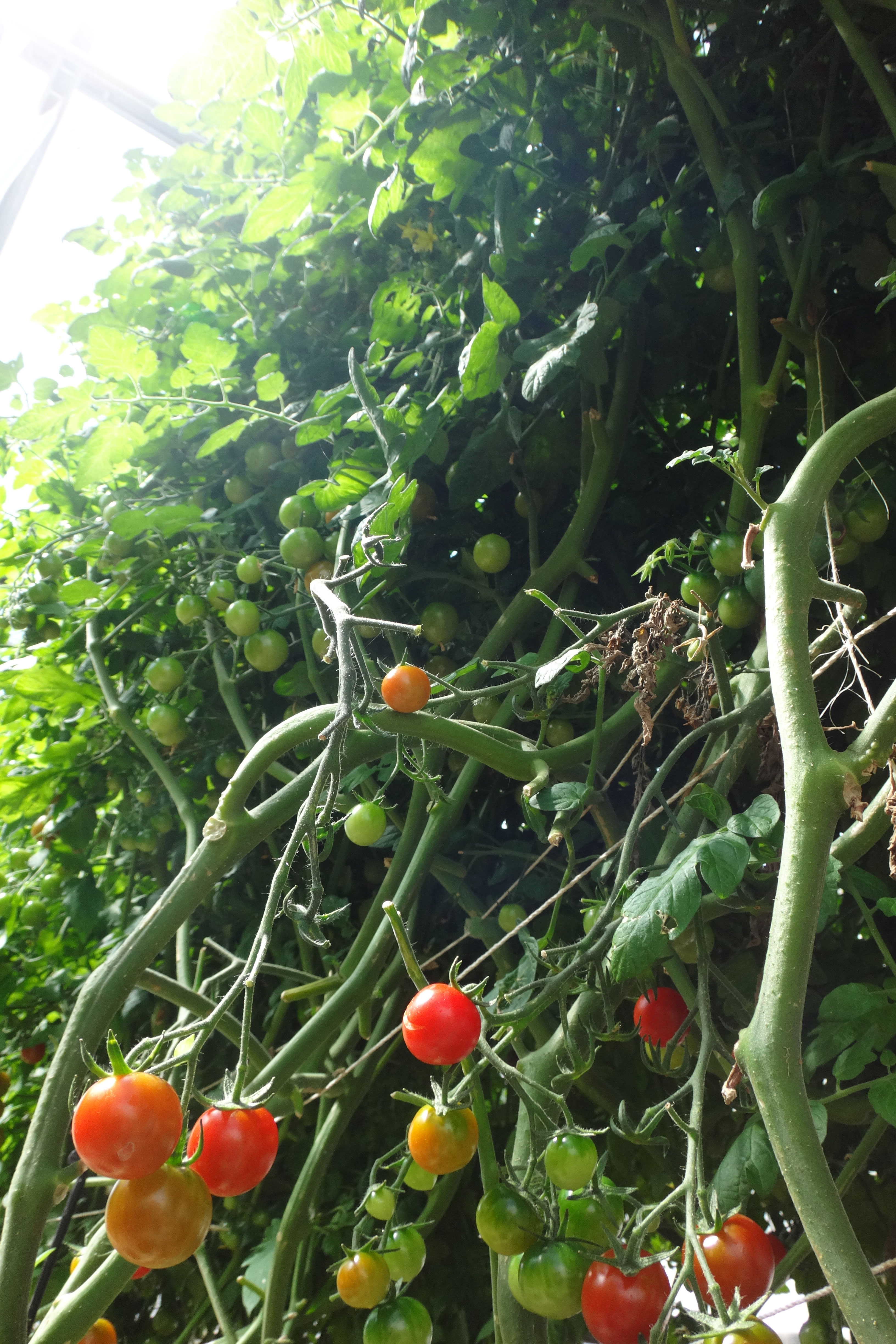 1tomatoes-greenhouse