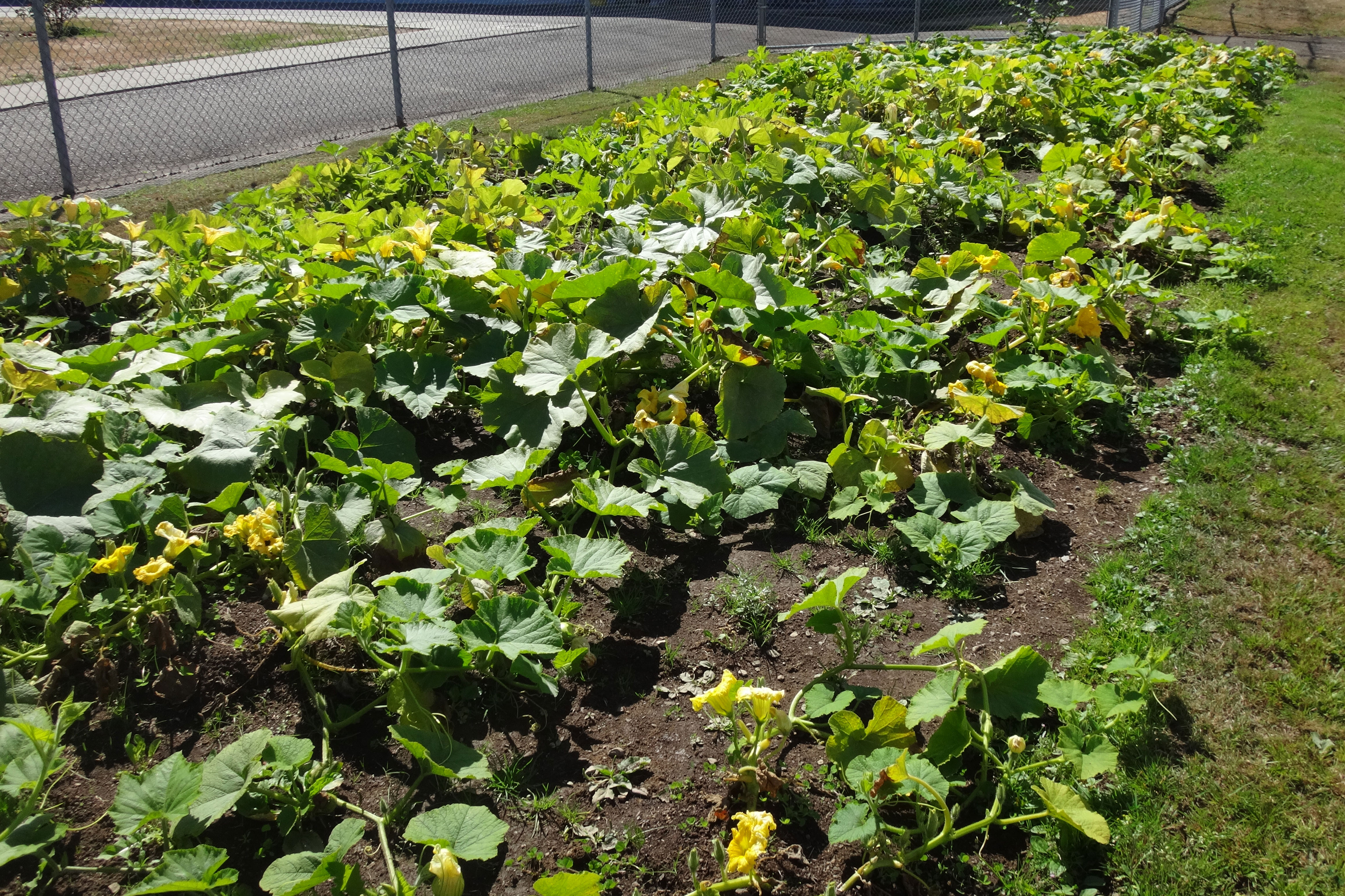 squash,-main-garden