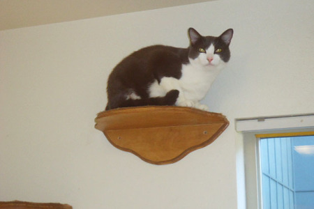 Cat-program-at-Larch