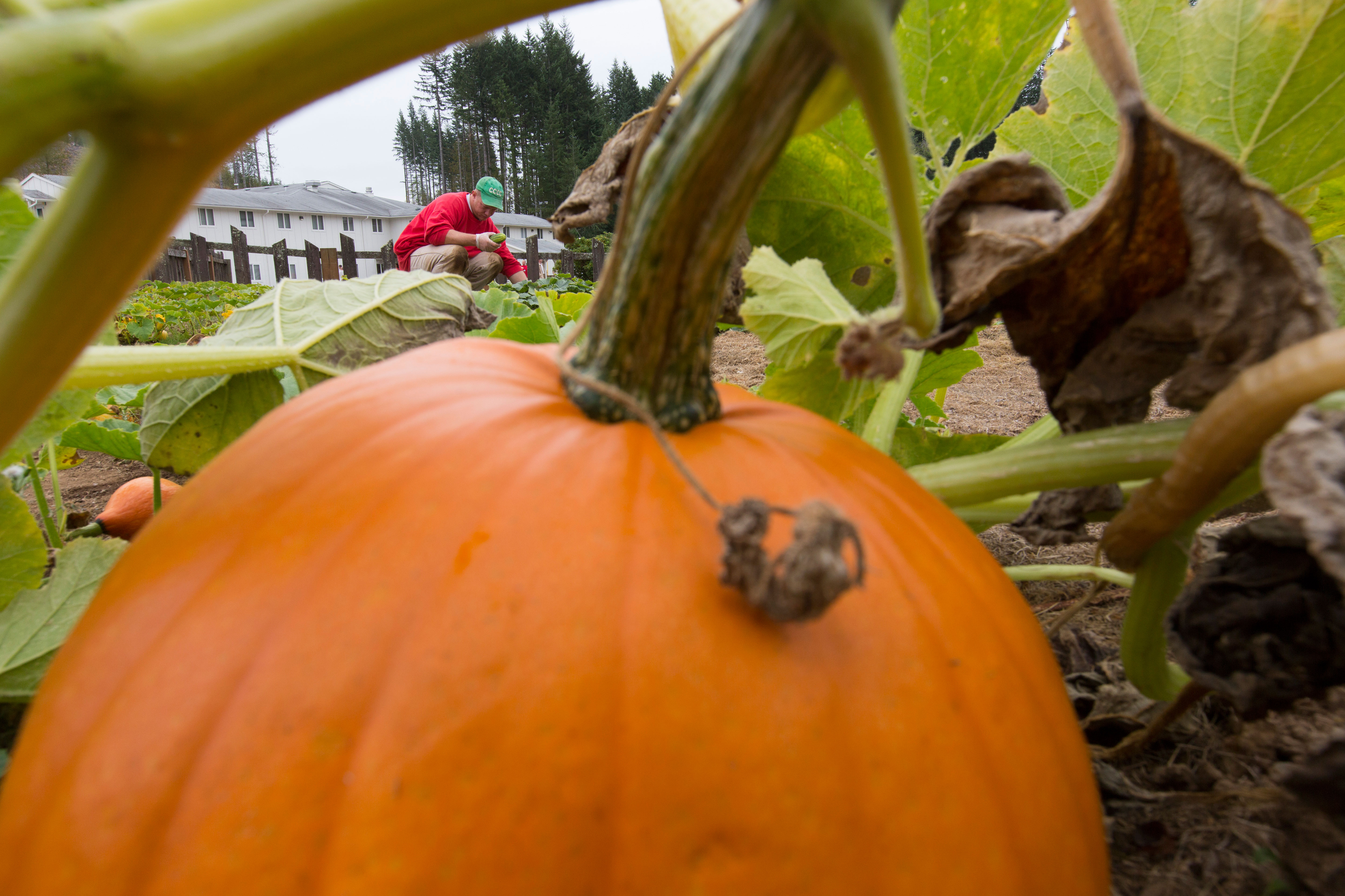 A pie pumpkin grows in a prison garden. Photo by Cyril Ruoso.