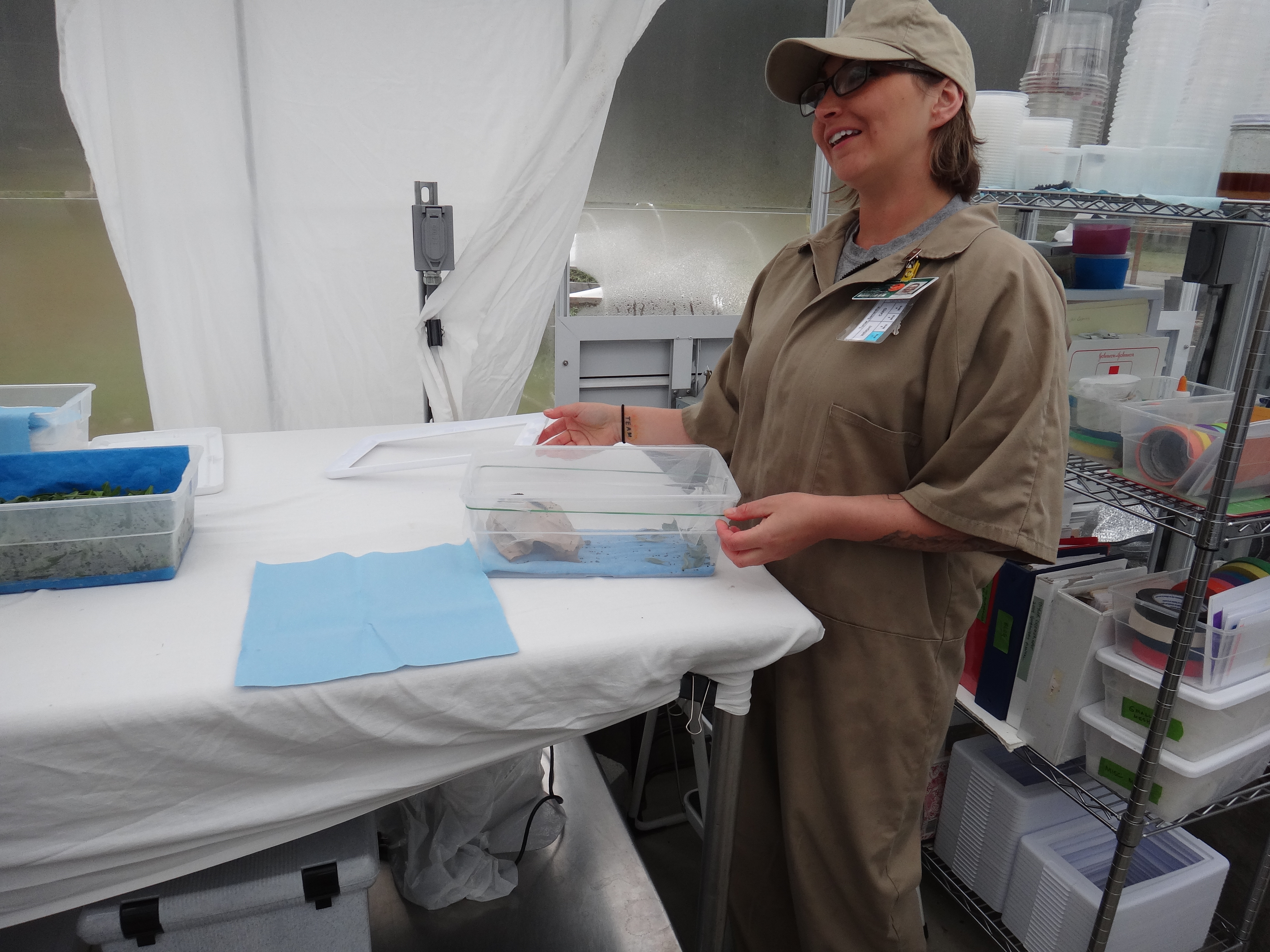 Technician Samantha Turner with a post-diapause larvae bin. Photo by Lindsey Hamilton
