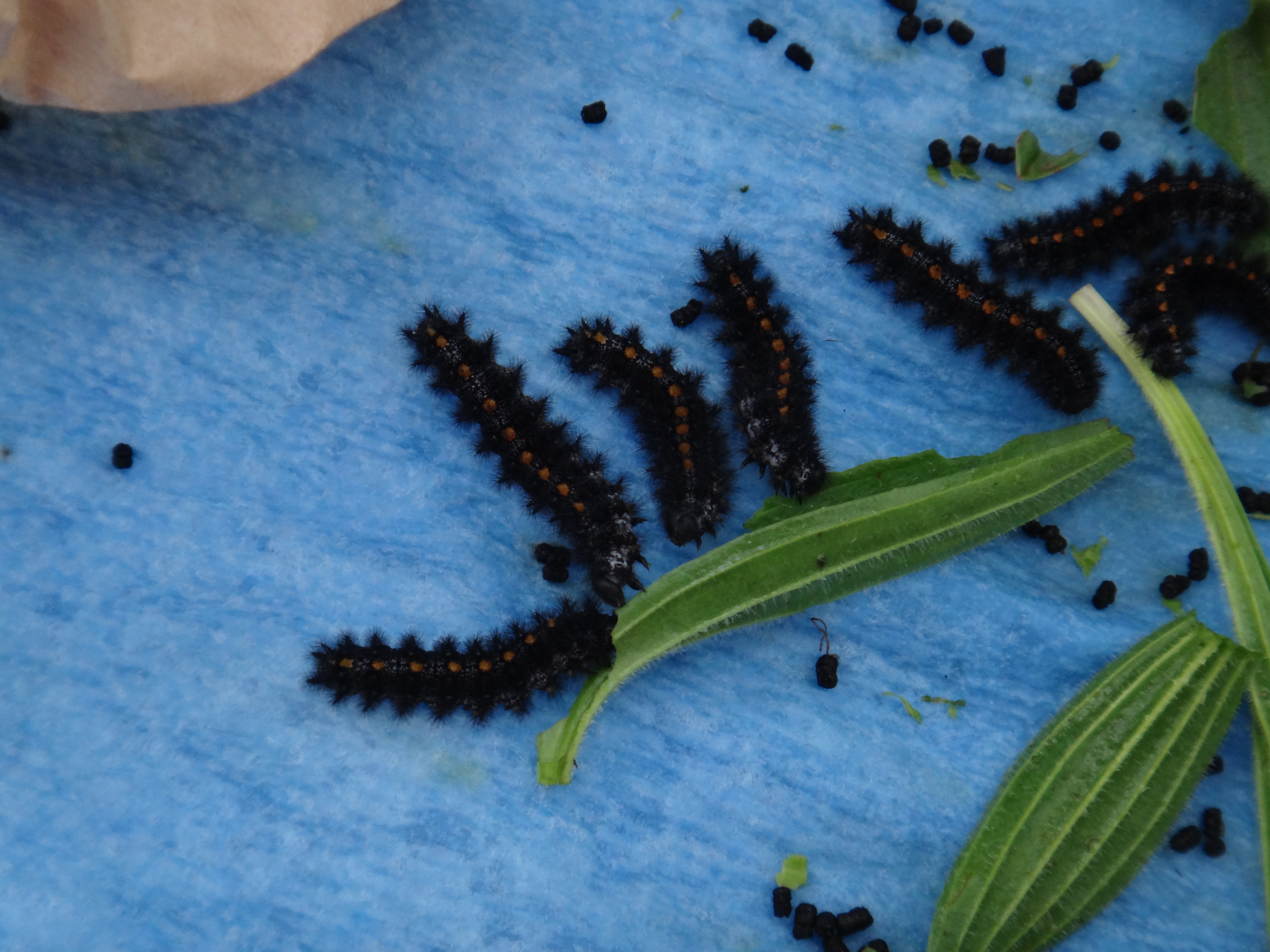 Checkerspot larvae are social insects. They often follow each other around and eat together. Photo by inmate technician