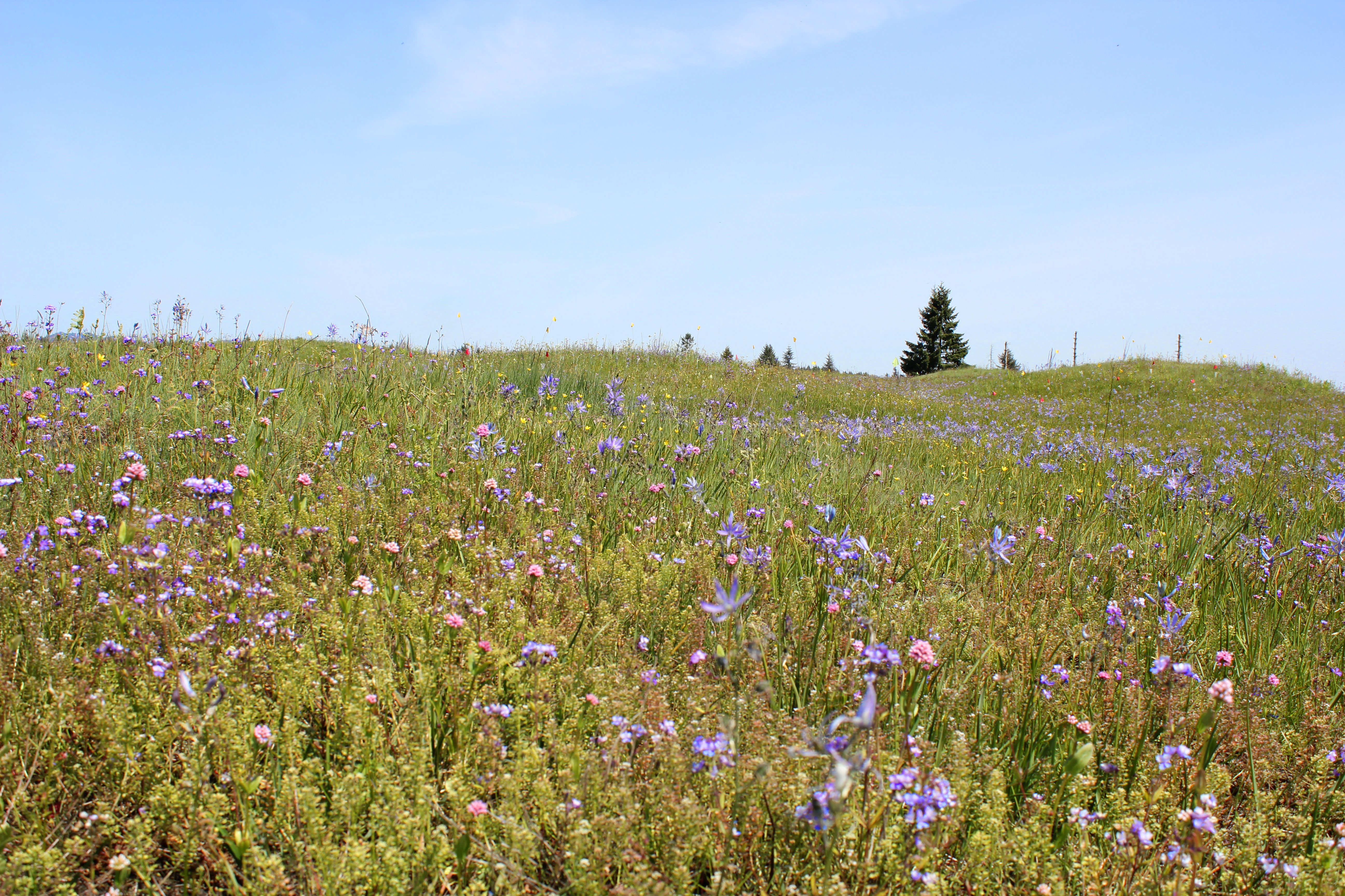 Yellow and red flags mark areas of Glacial Heritage Preserve with prairie plants cultivated to enhance TCB habitat. Photo by Christina Stalnaker.