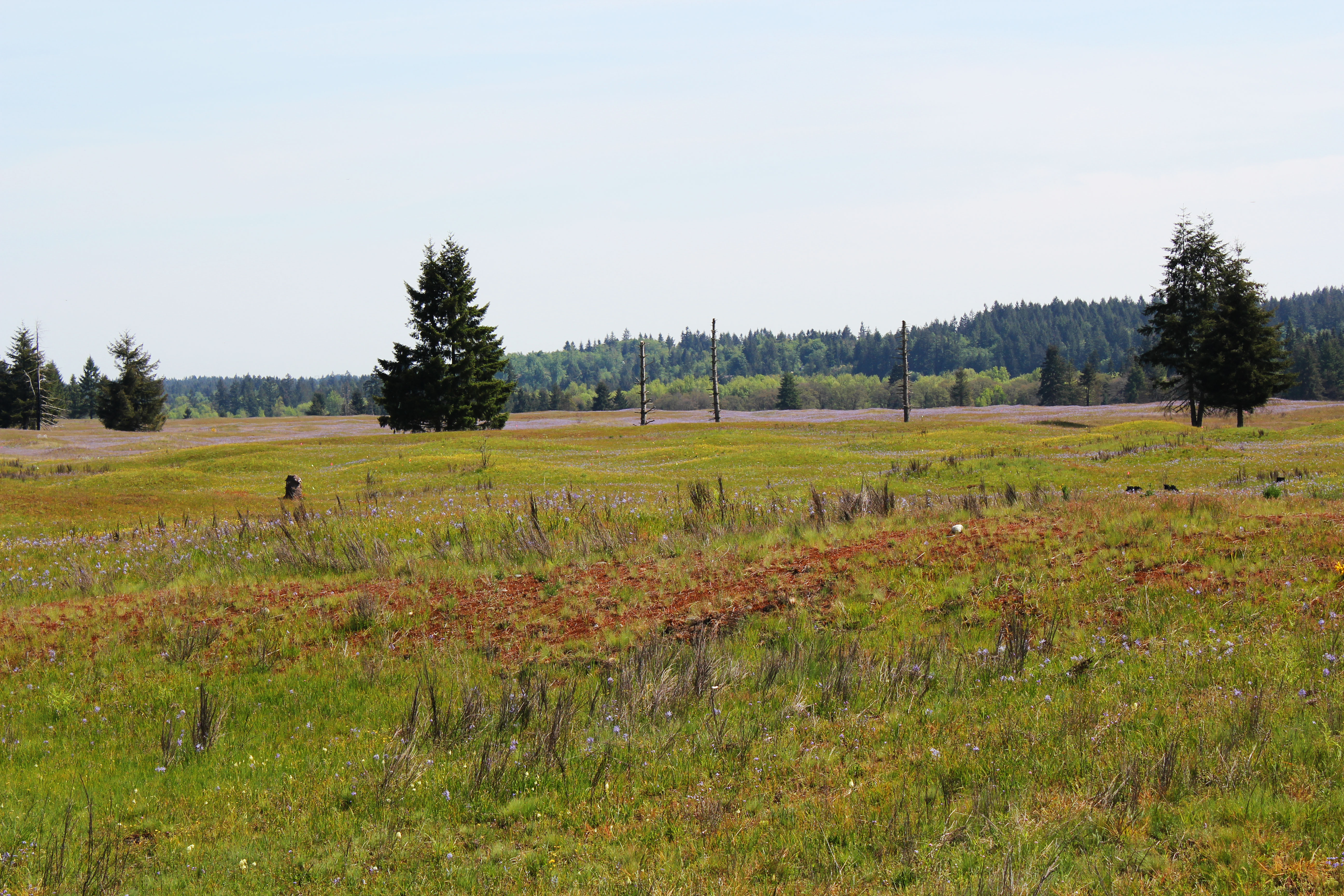 Home of the mysterious Mima Mounds and a critical habitat for Taylor's Checkerspot Butterflies, Glacial Heritage Preserve is managed by many of our partners to ensure they continued survival of these beautiful butterflies. Photo by Christina Stalnaker.