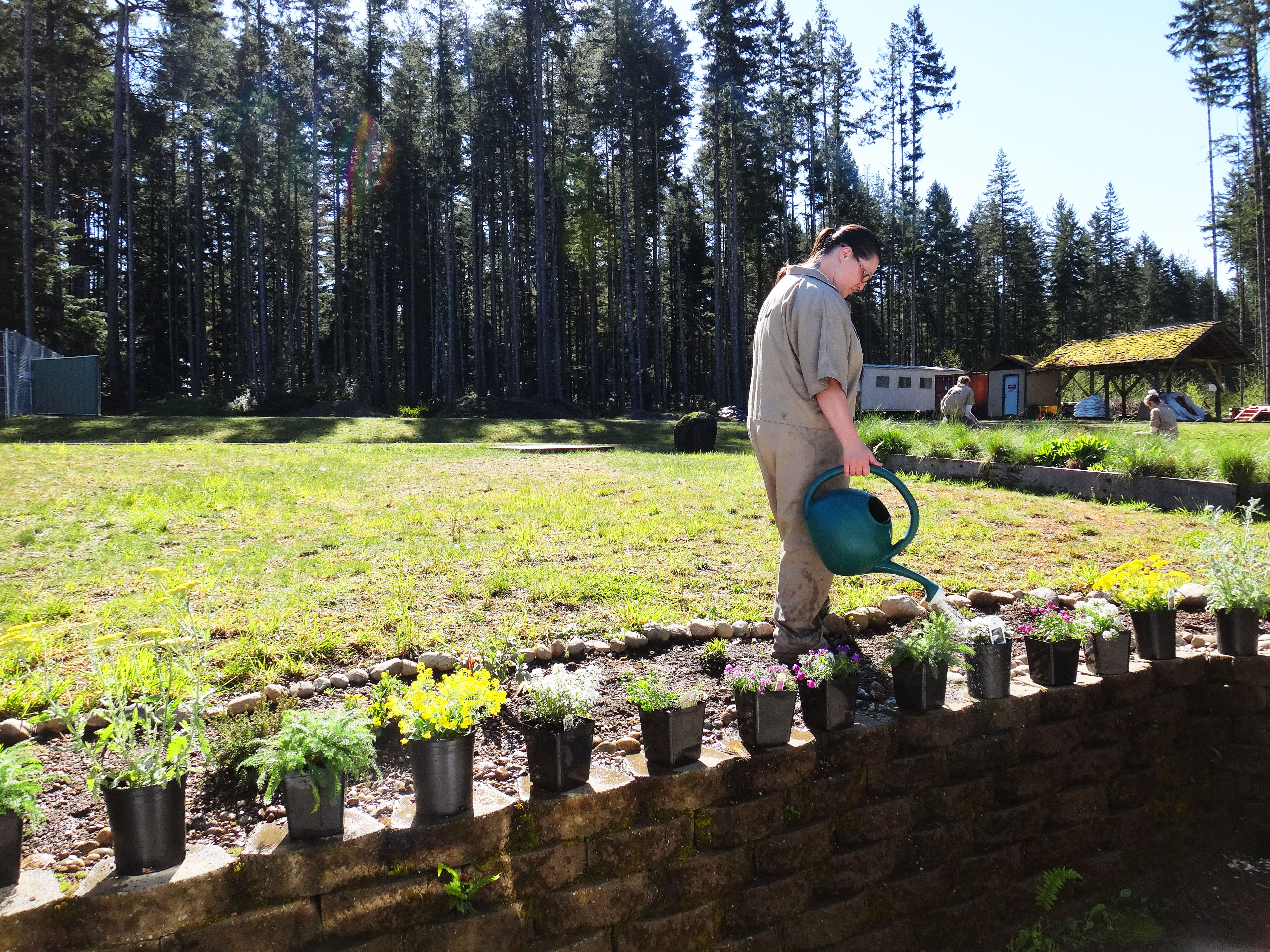 A technician waters flowers that will be placed in TCB habitats for captive rearing. Photo by Christina Stalnaker.