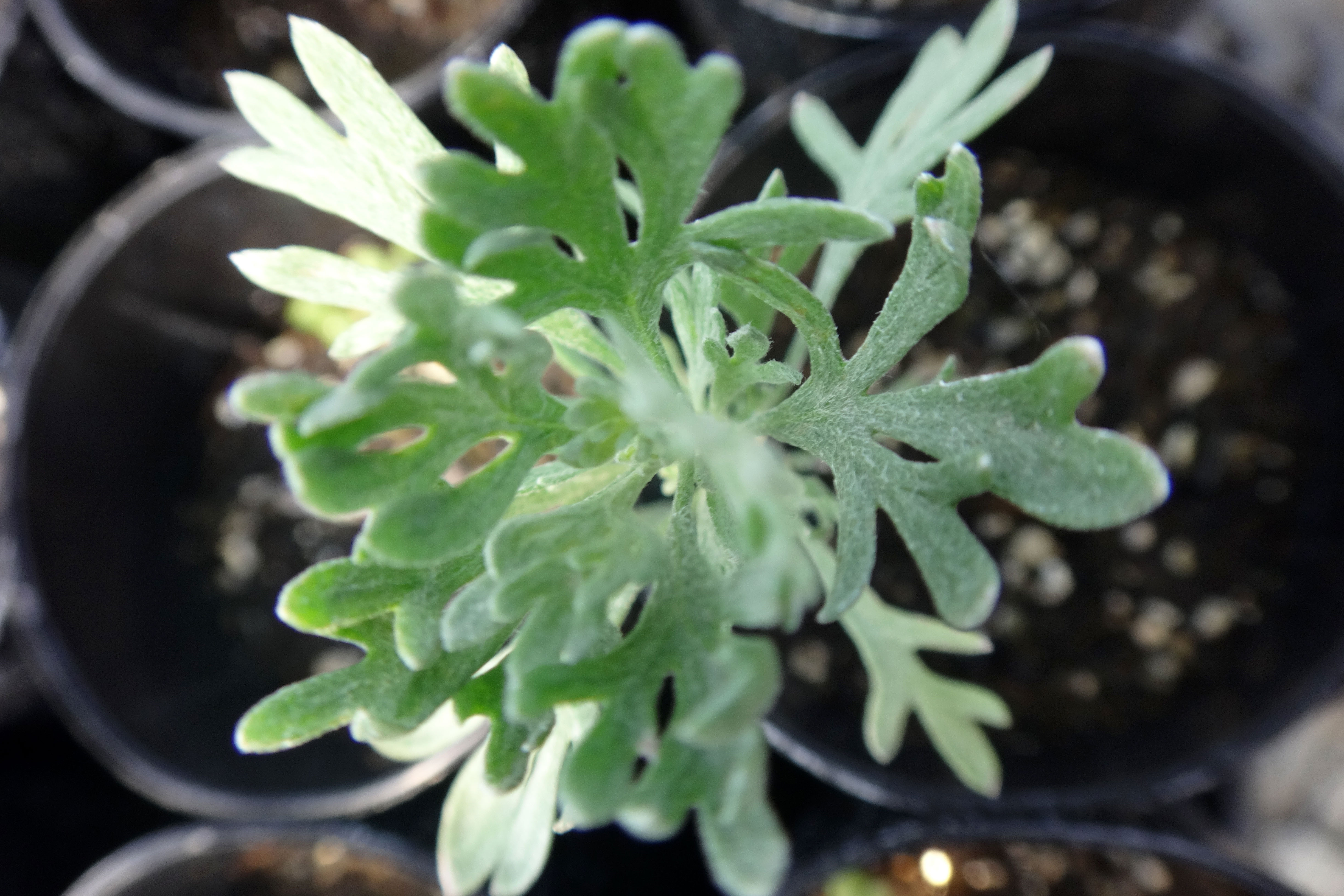This is what we want! A seedling sagebrush shows its beauty in the conservation nursery. Photo by Kelli Bush