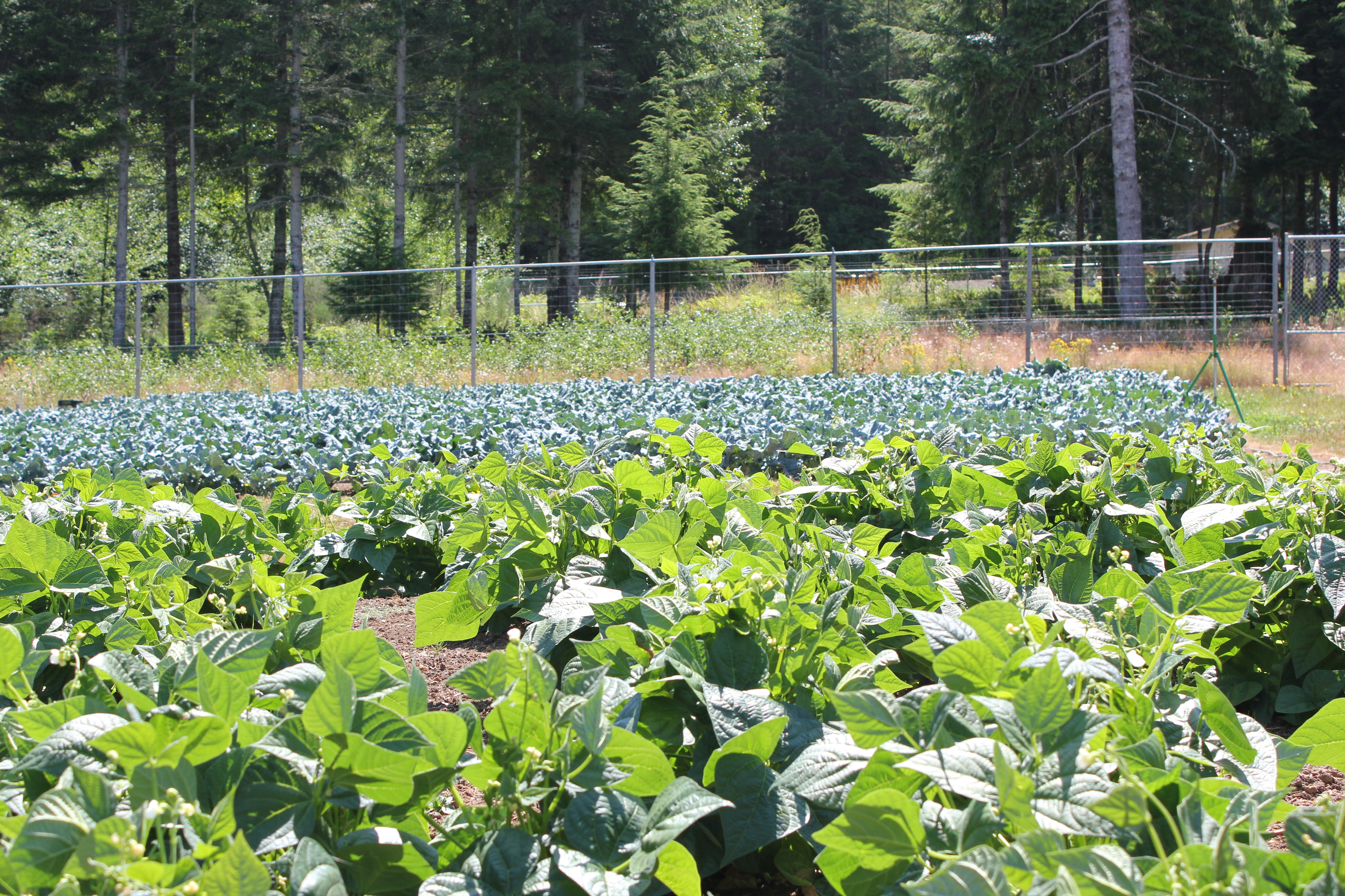 Cedar Creek Gardens Ready to Harvest. Photo by Joslyn Trivett