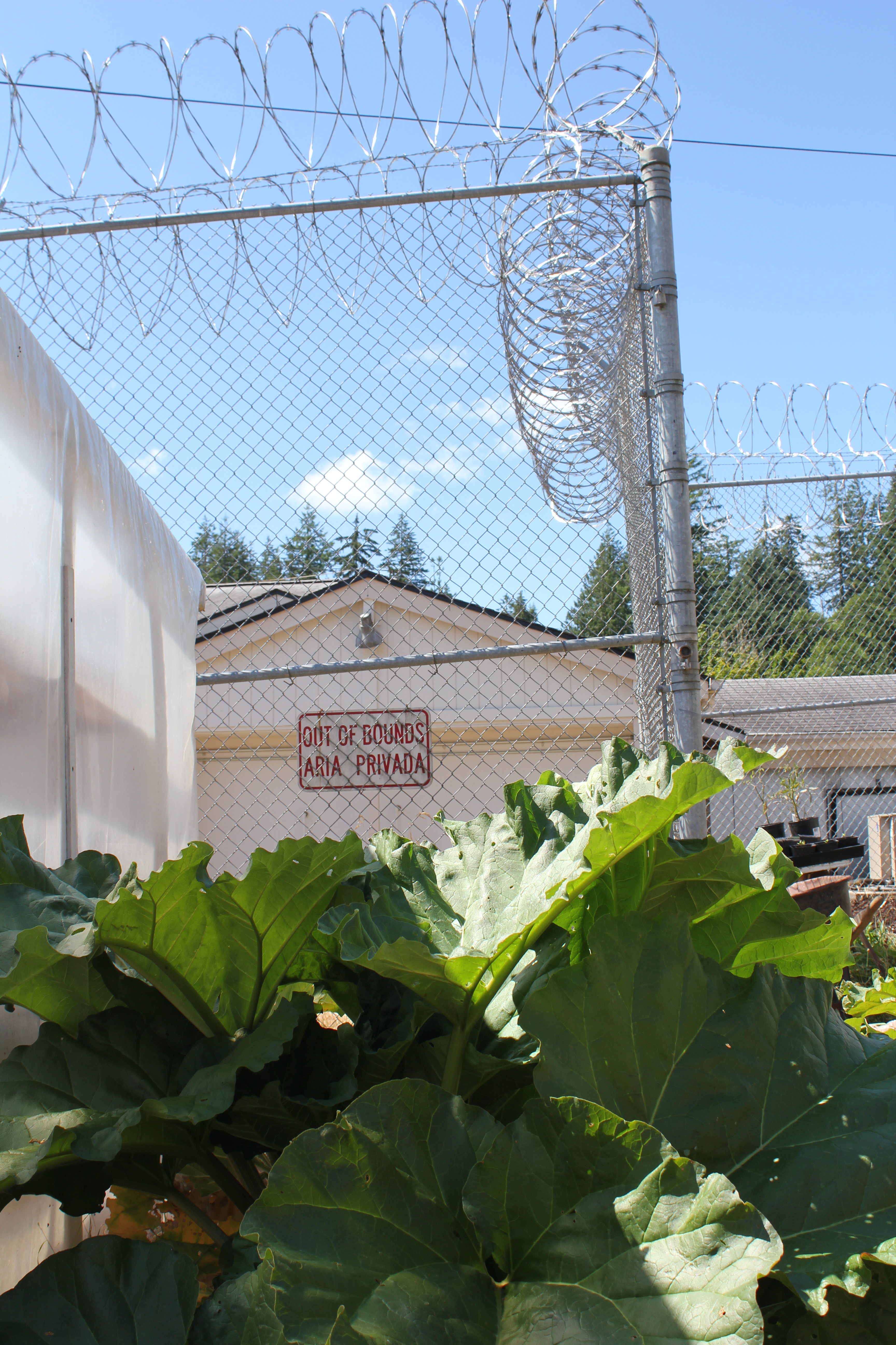 Rhubarb Growing Along the Fence. Photo by Sadie Gilliom.