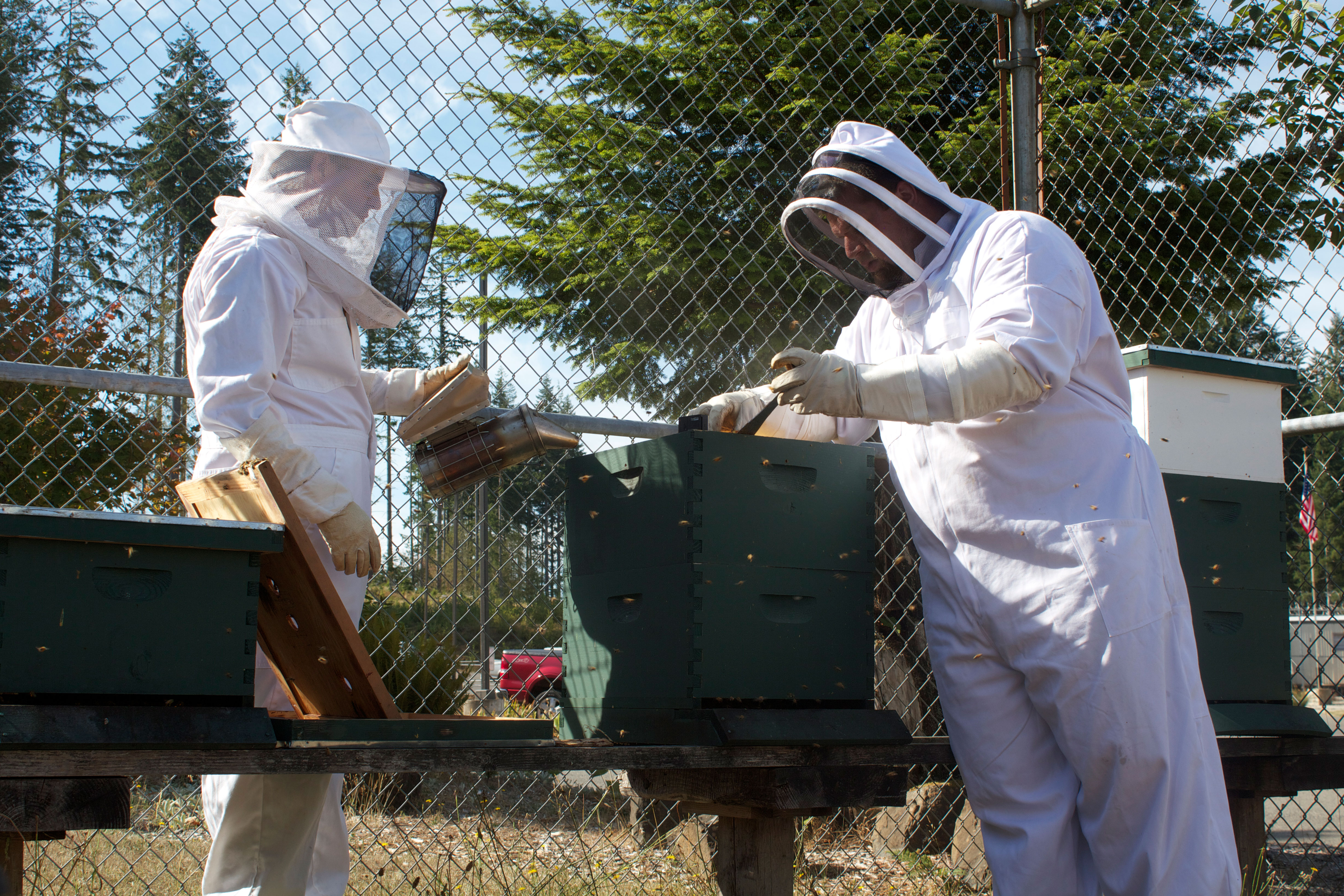 Working-with-the-bees