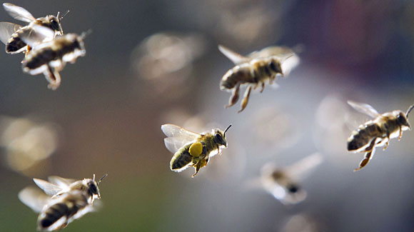 I love this photo of bees in flight; on some of them, you can clearly see their "baskets" full of pollen on their rear legs. Image from organizedchaos.com.