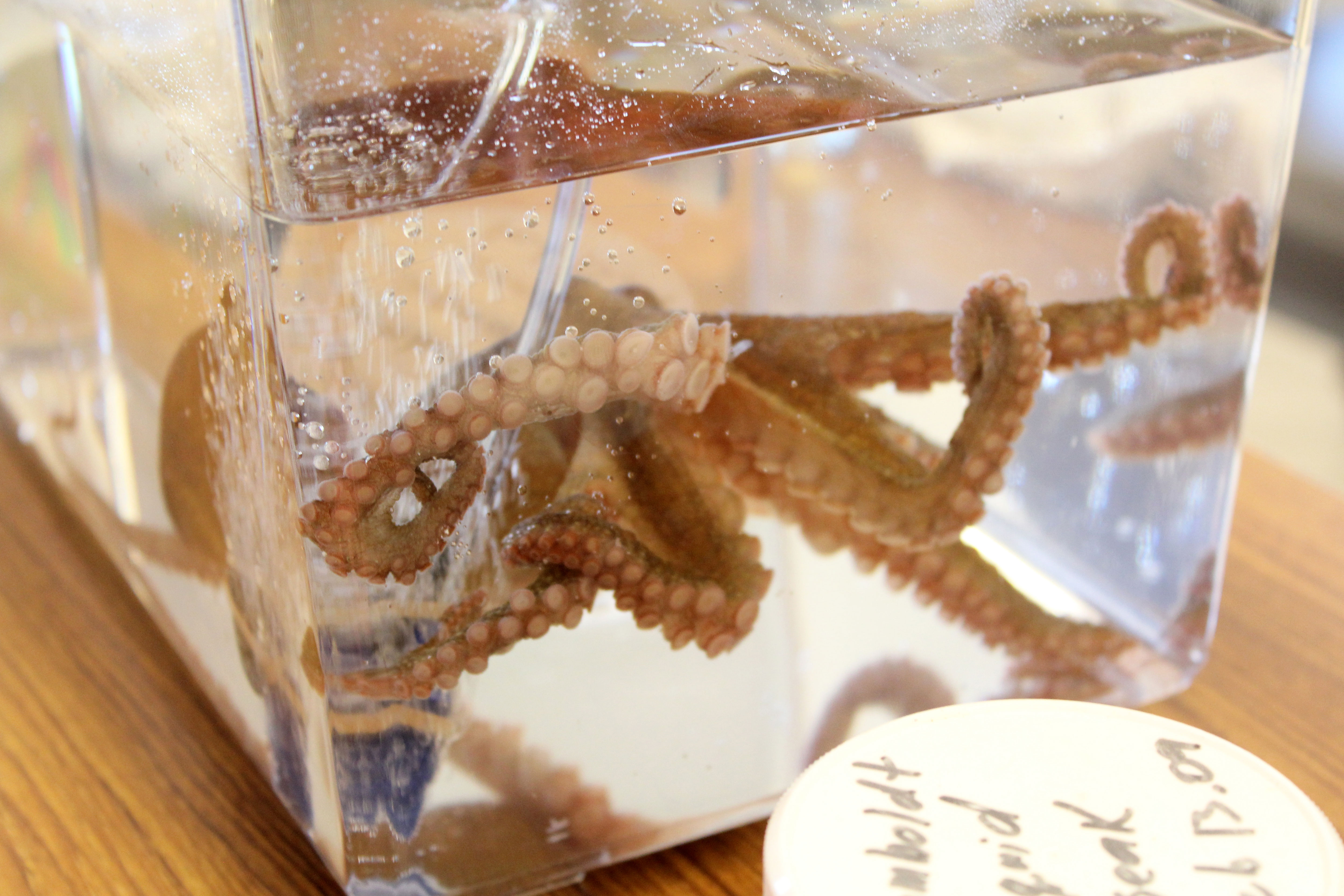 Octopus-beauty
