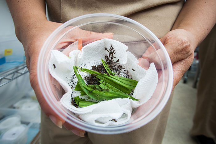 Taylor's checkerspot butterfly caterpillars munch on plantain at SPP's butterfly rearing program at Mission Creek Corrections Center. Photo by Benj Drummond and Sara Joy Steele.
