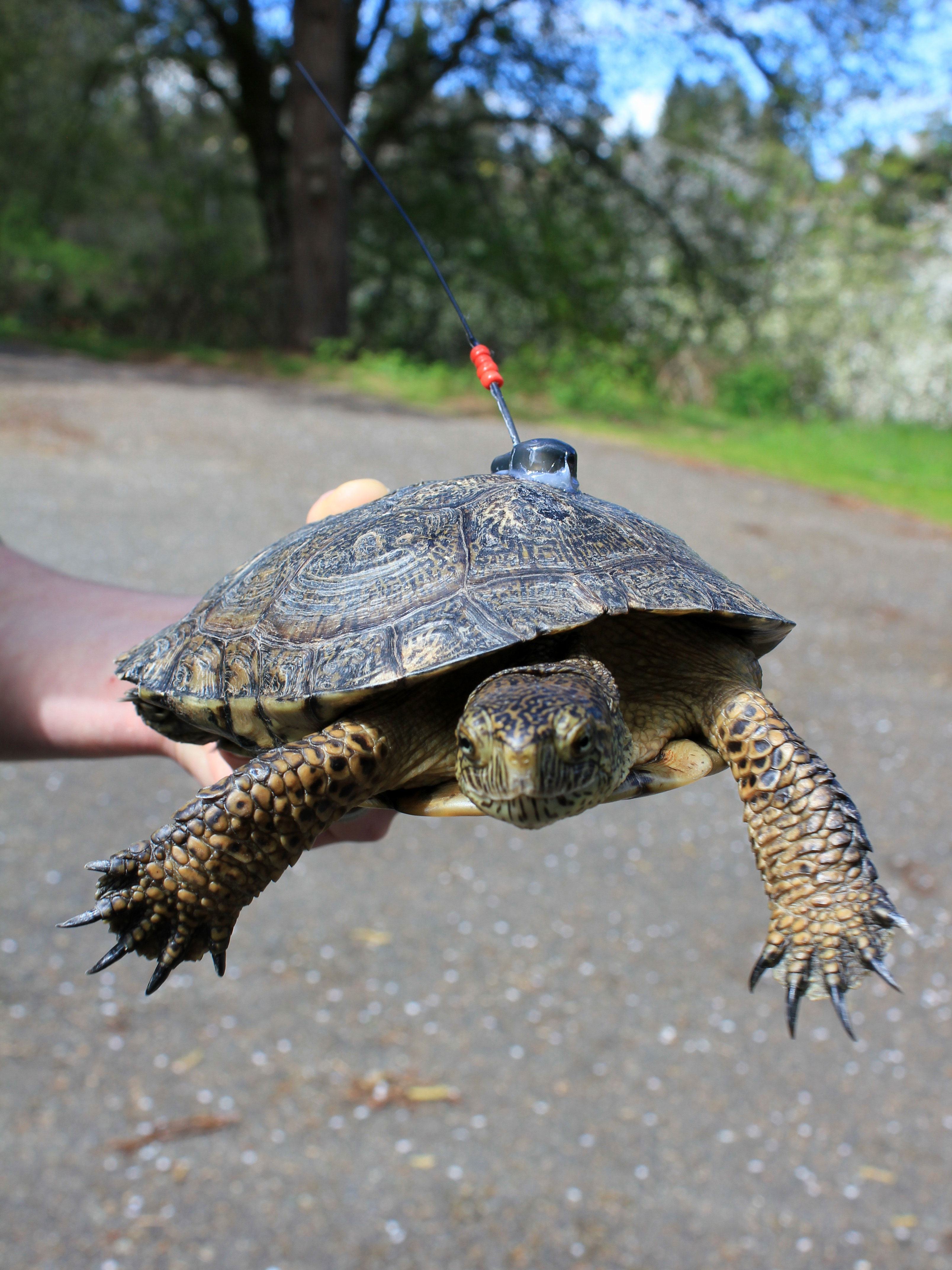 Turtle ready for release! Photo by SPP manager Kelli Bush