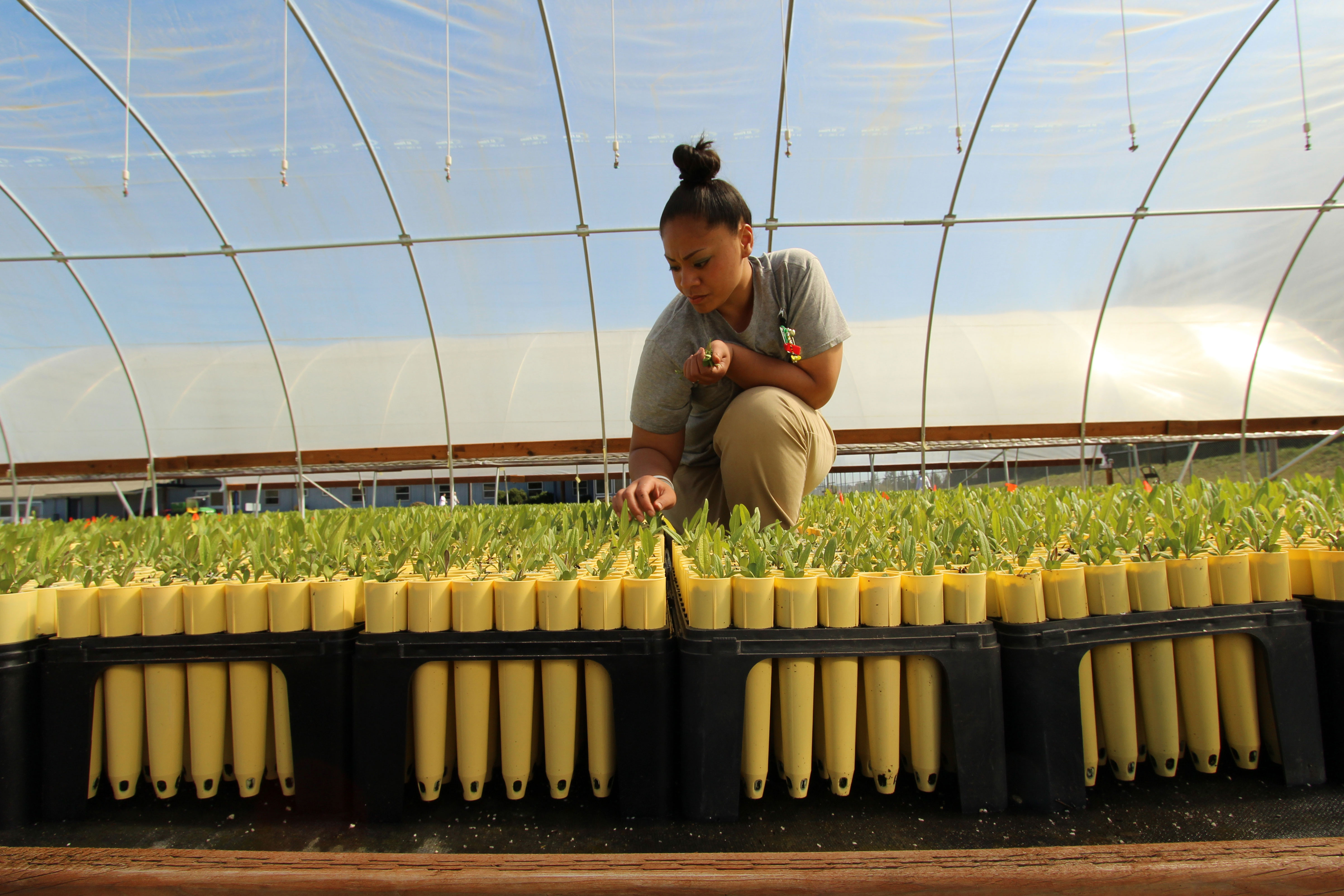 Ecological Conservation technician Lerissa Iata checks on prairie species growing in the hoop house at Washington Corrections Center for Women. 