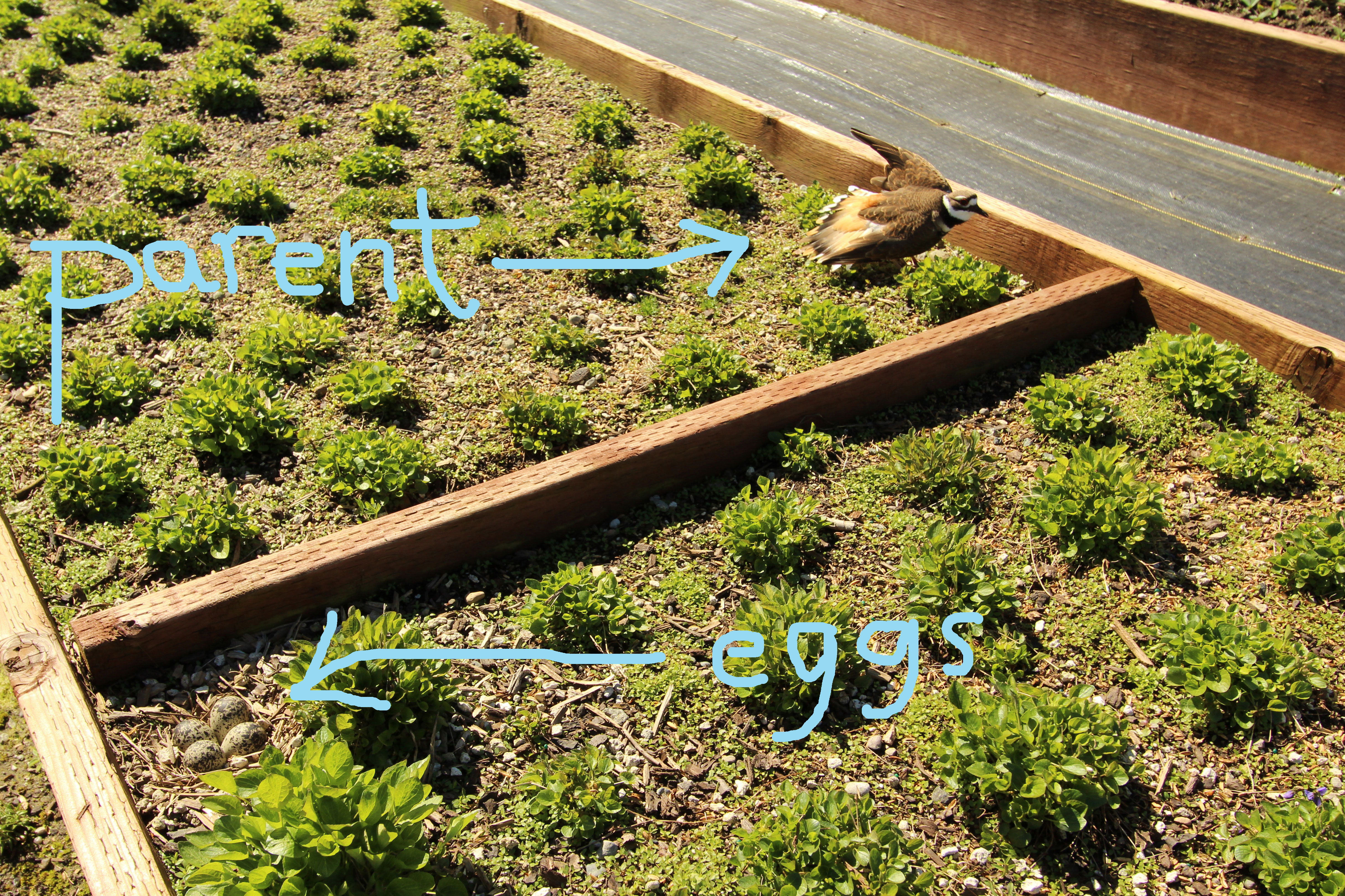 killdeer-parent-words