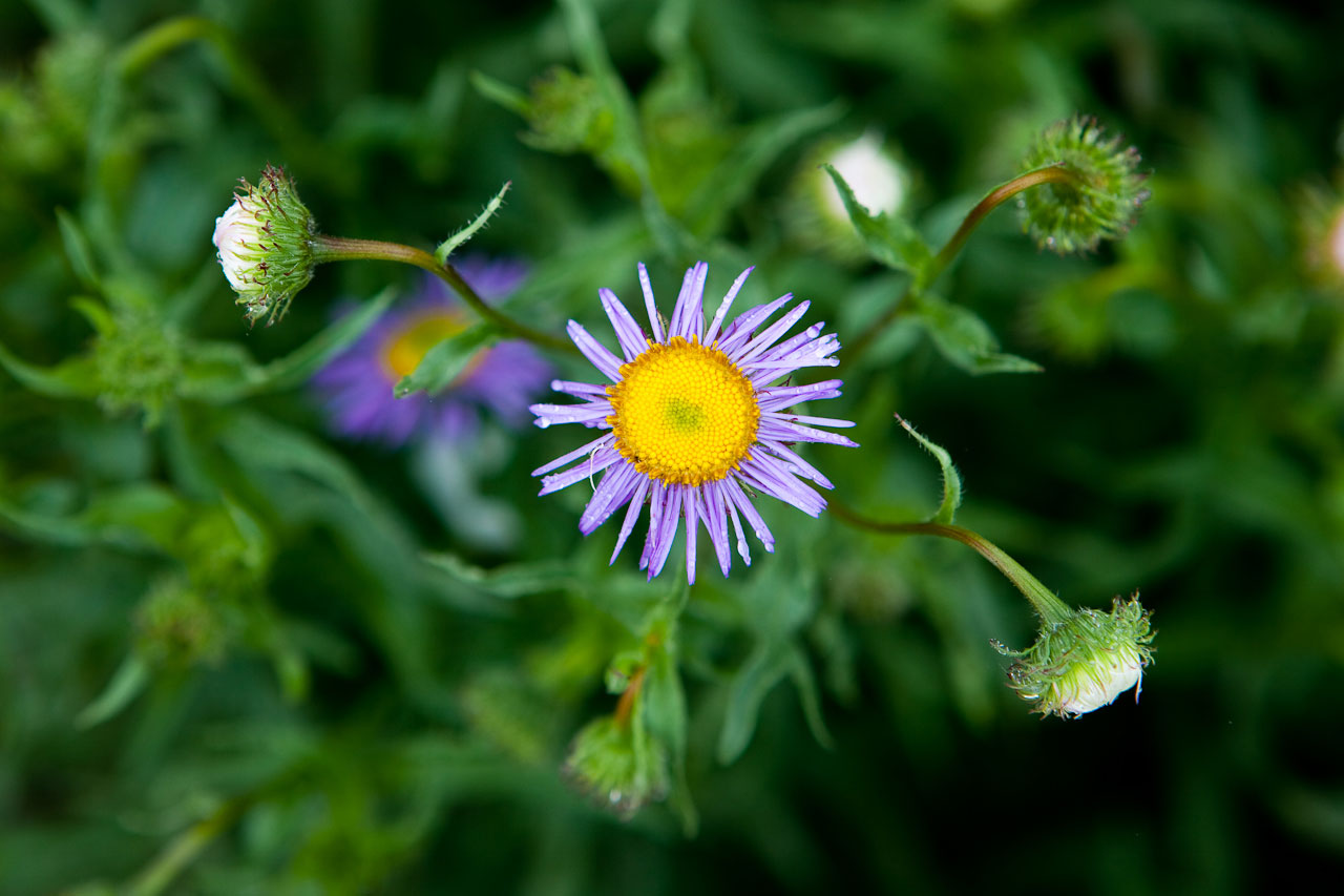 093180_SPP