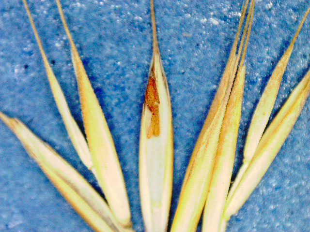 Festuca-romerii-(2)