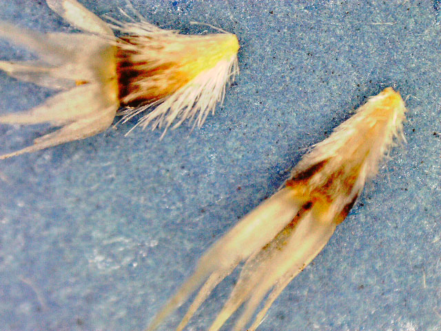 Gaillardia-aristata-(3)