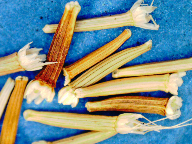 Microseris-laciniata-(3)