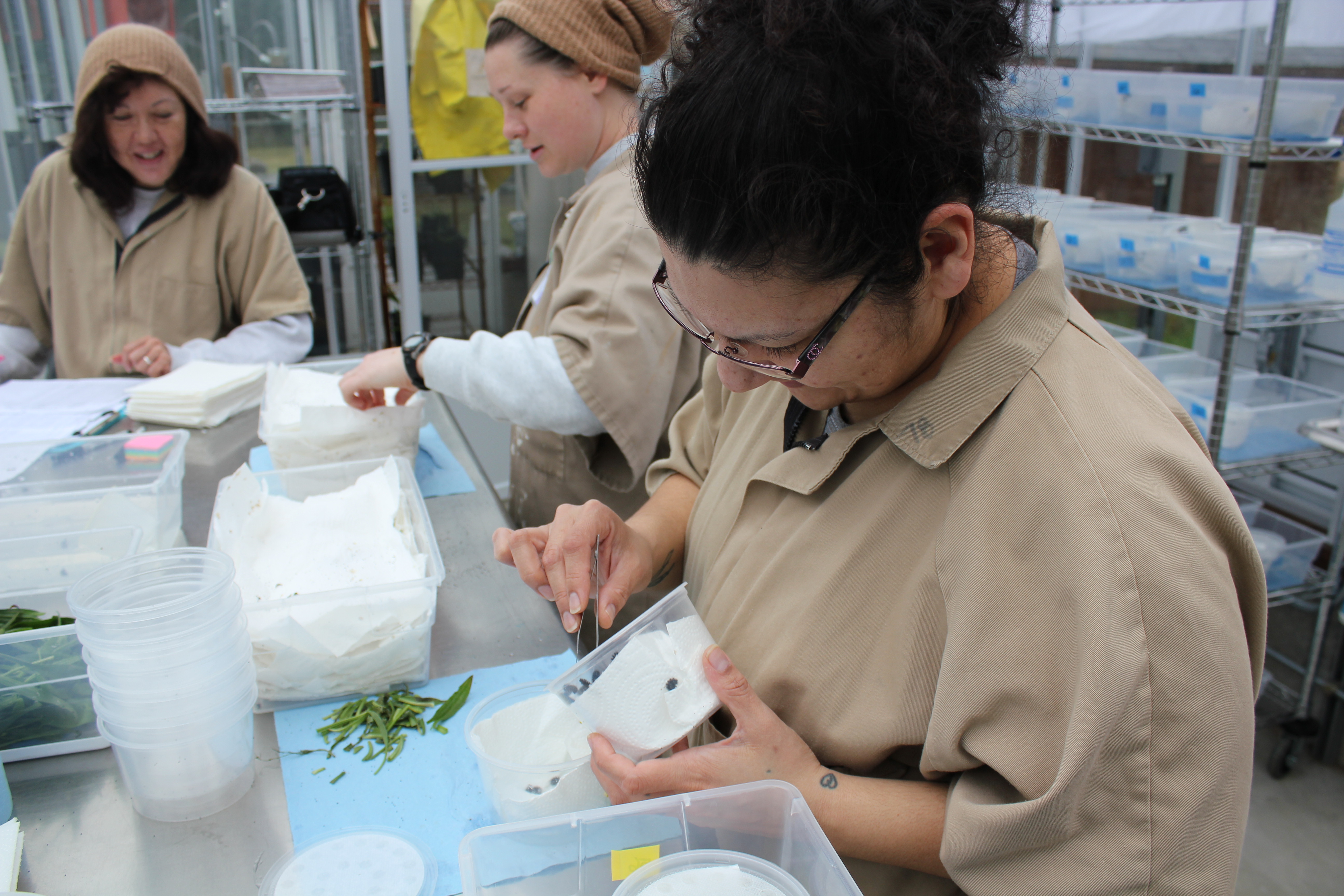 Butterfly technicians feed post-diapause larvae for the first time after “wake-up.”