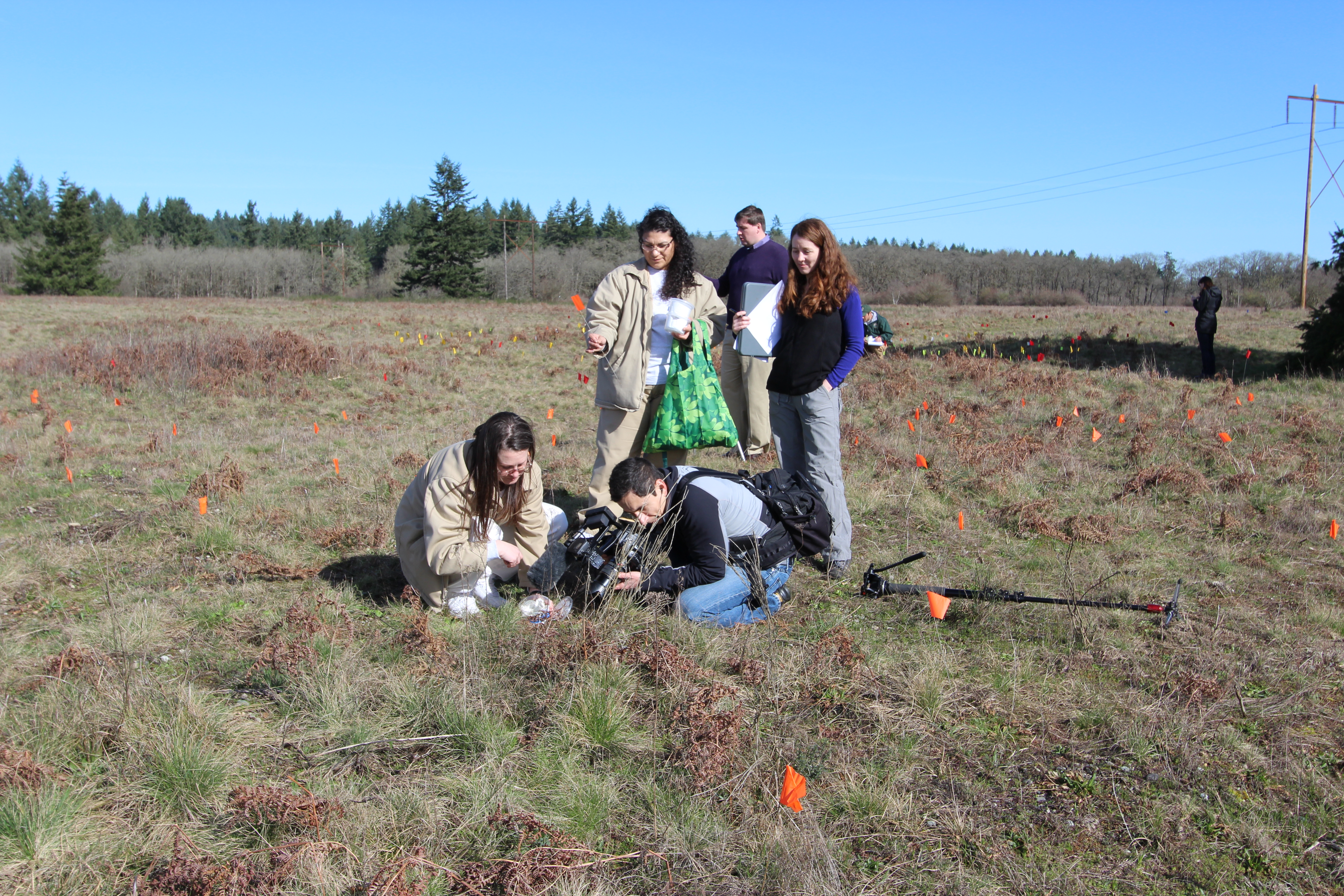 Butterfly technicians, Michelle Dittamore and Eva Ortiz, release post diapause larvae in Mima Mound prairies while PBS captures the moment on film.