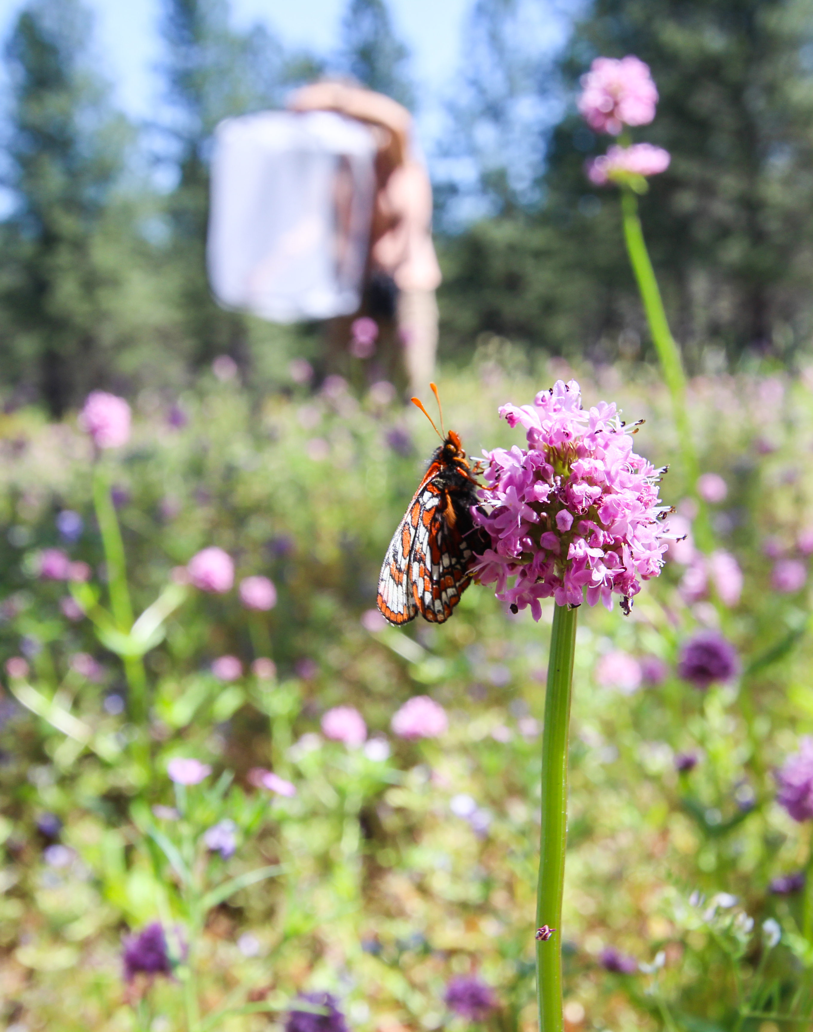 Mission Creek butterflies being released by Mary Linders.