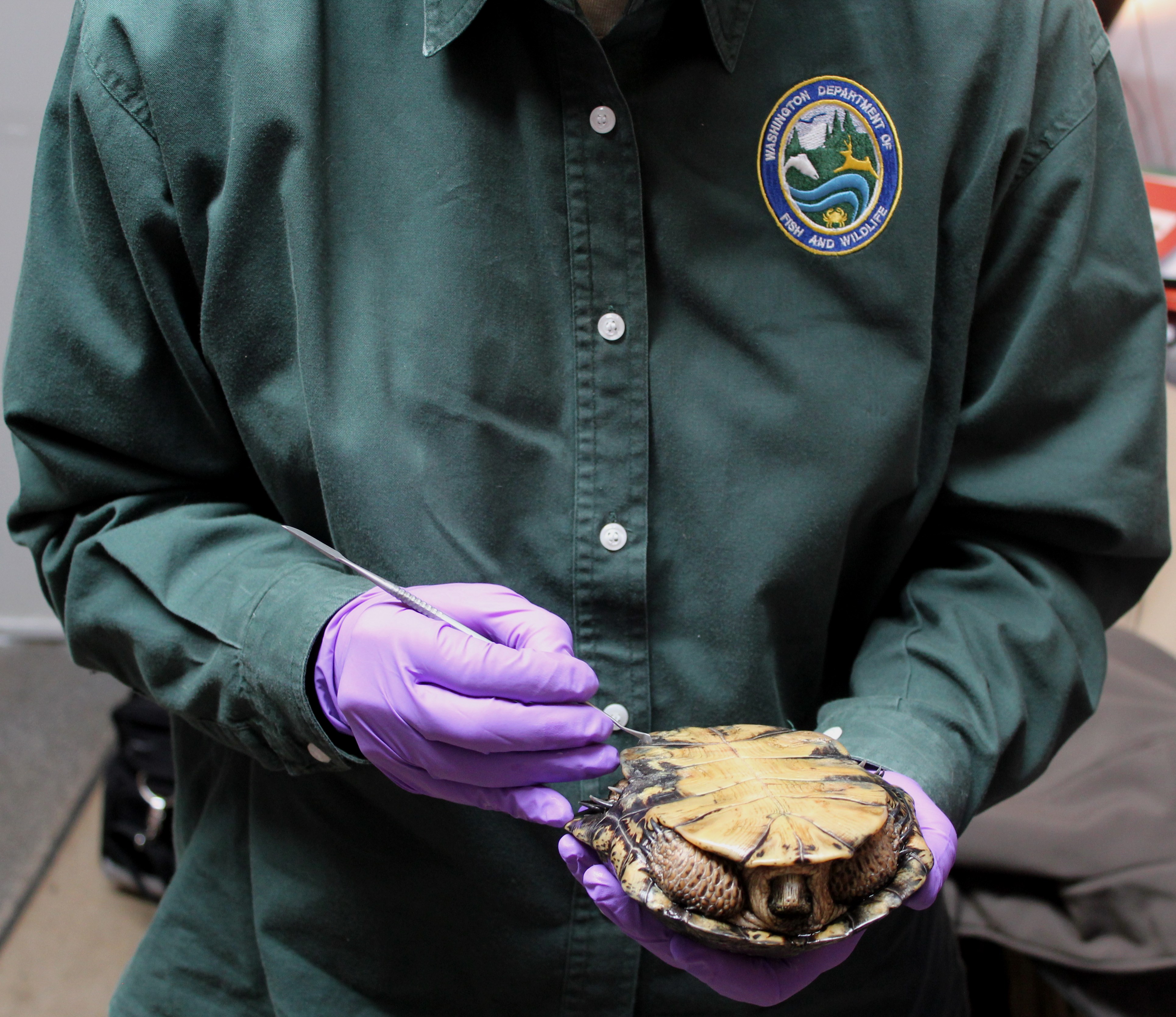Tammy examines a turtles shell