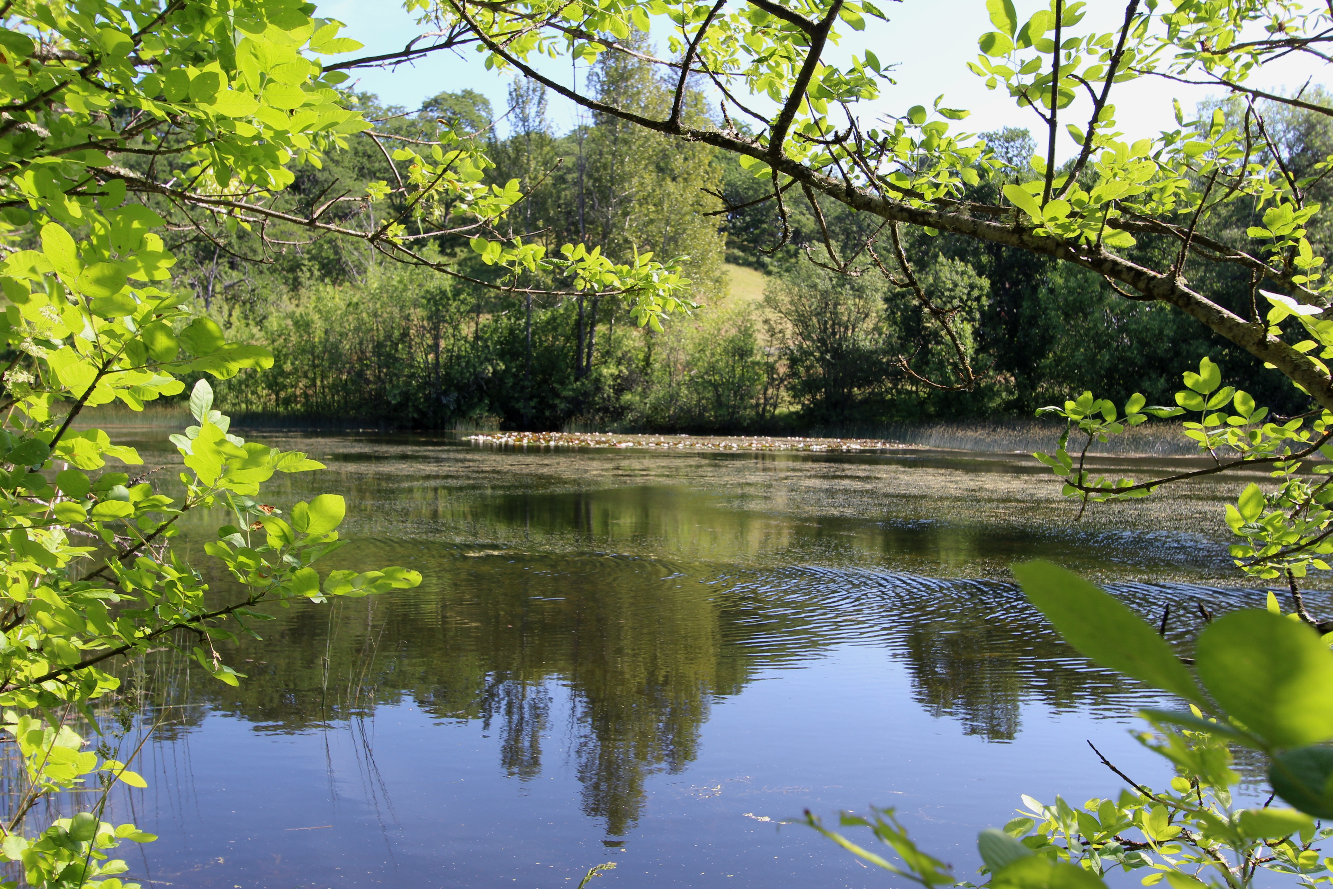 Release Site