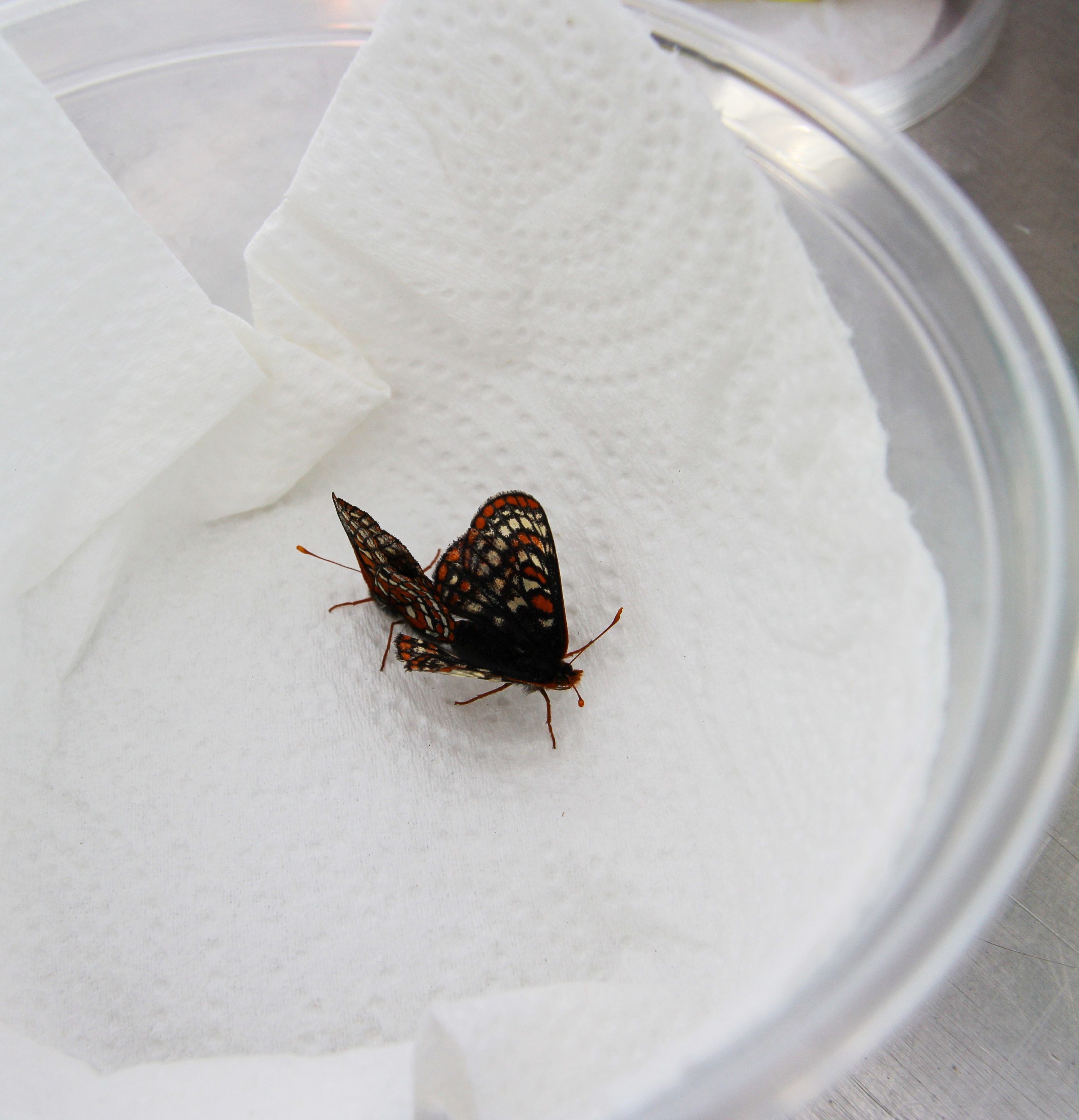 Butterfly copulation or breeding event.