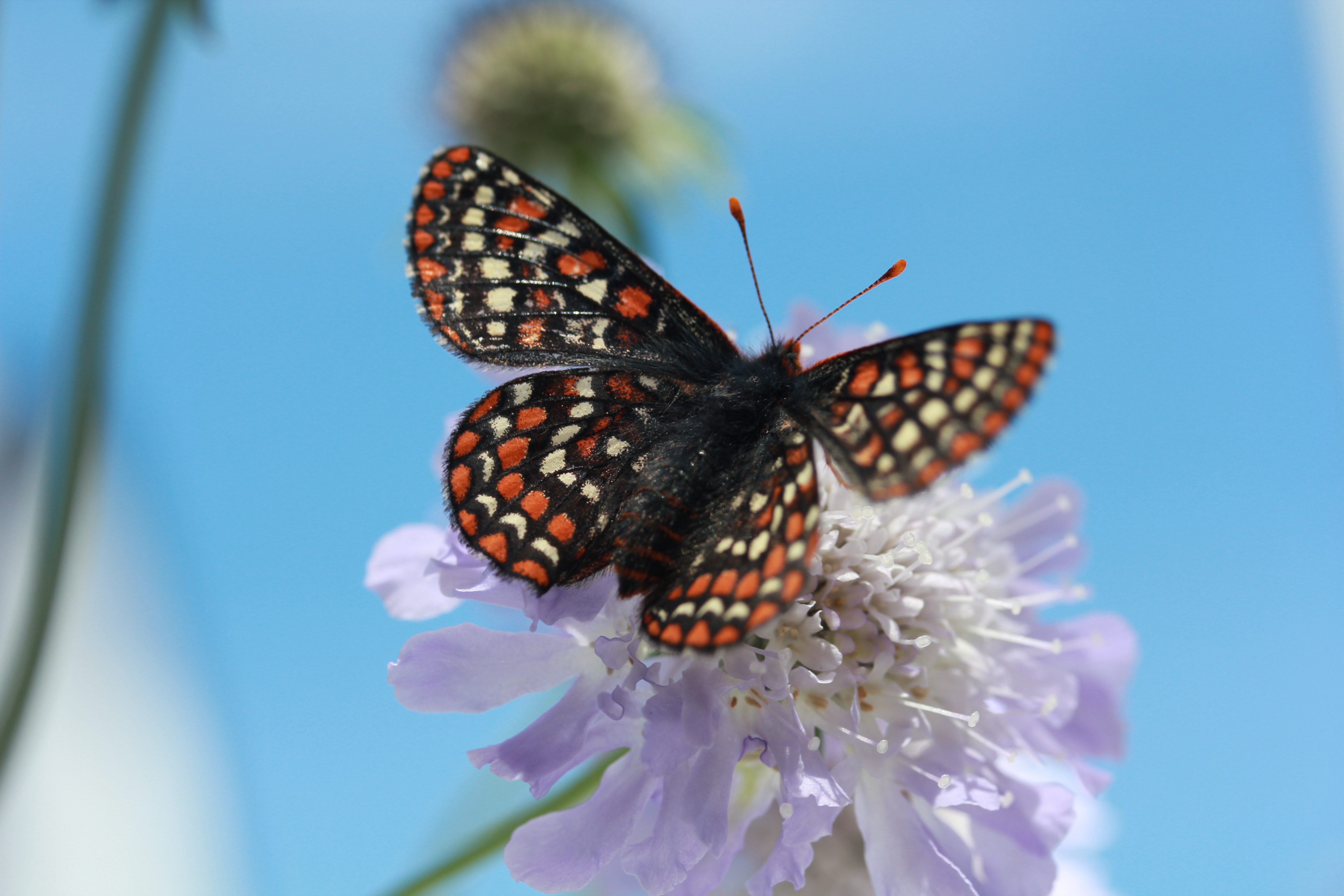 Endangered Checkerspot Butterfly from Mission Creek Corrections Center. Photo by SPP Staff